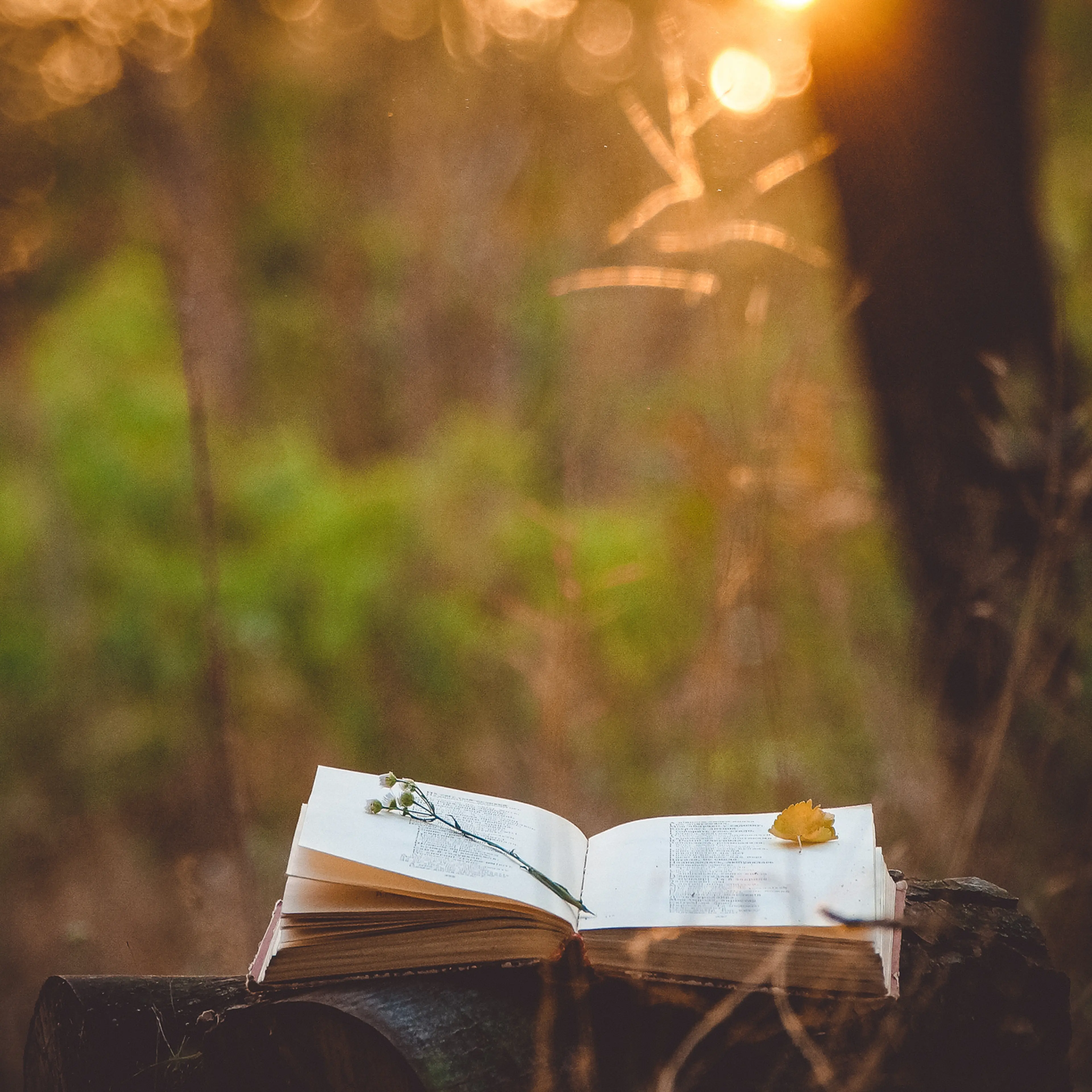 Poetry book under tree
