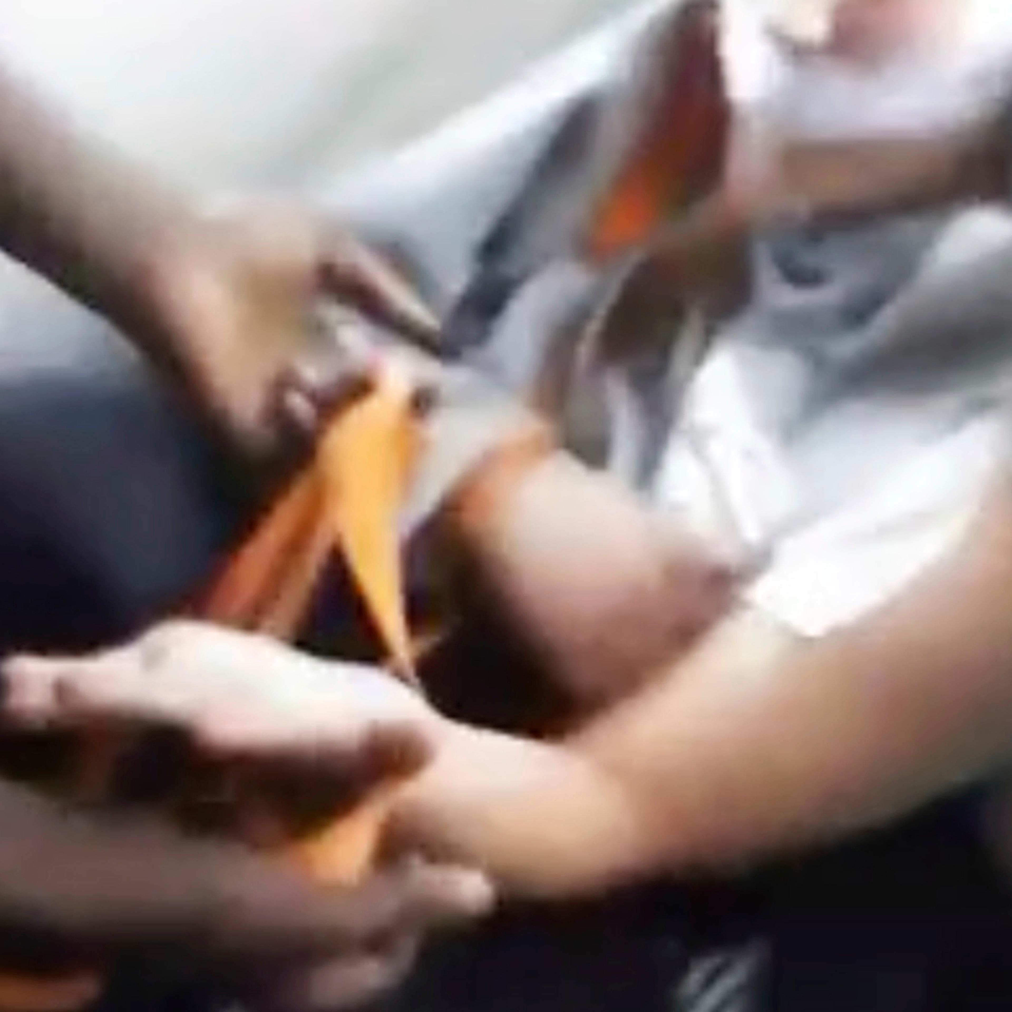 Videotaped Beating Chicago