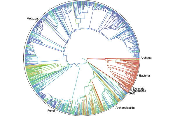 The circle of life—otherwise known as a tree