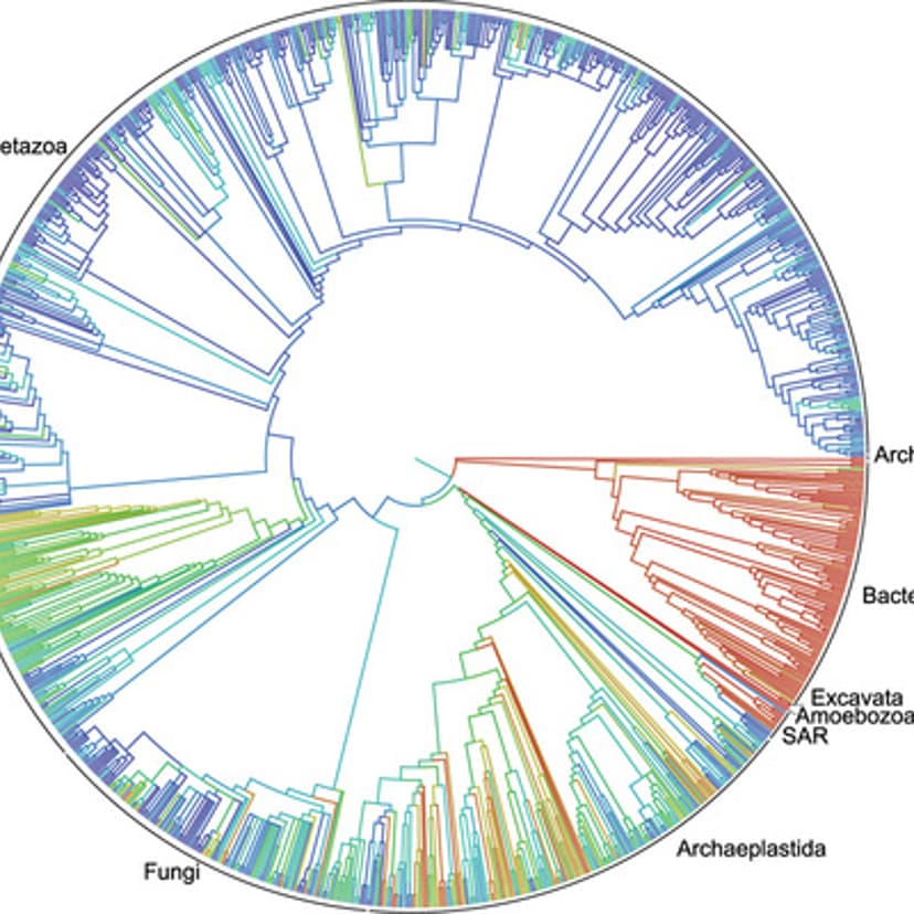 The circle of life—otherwise known as a tree