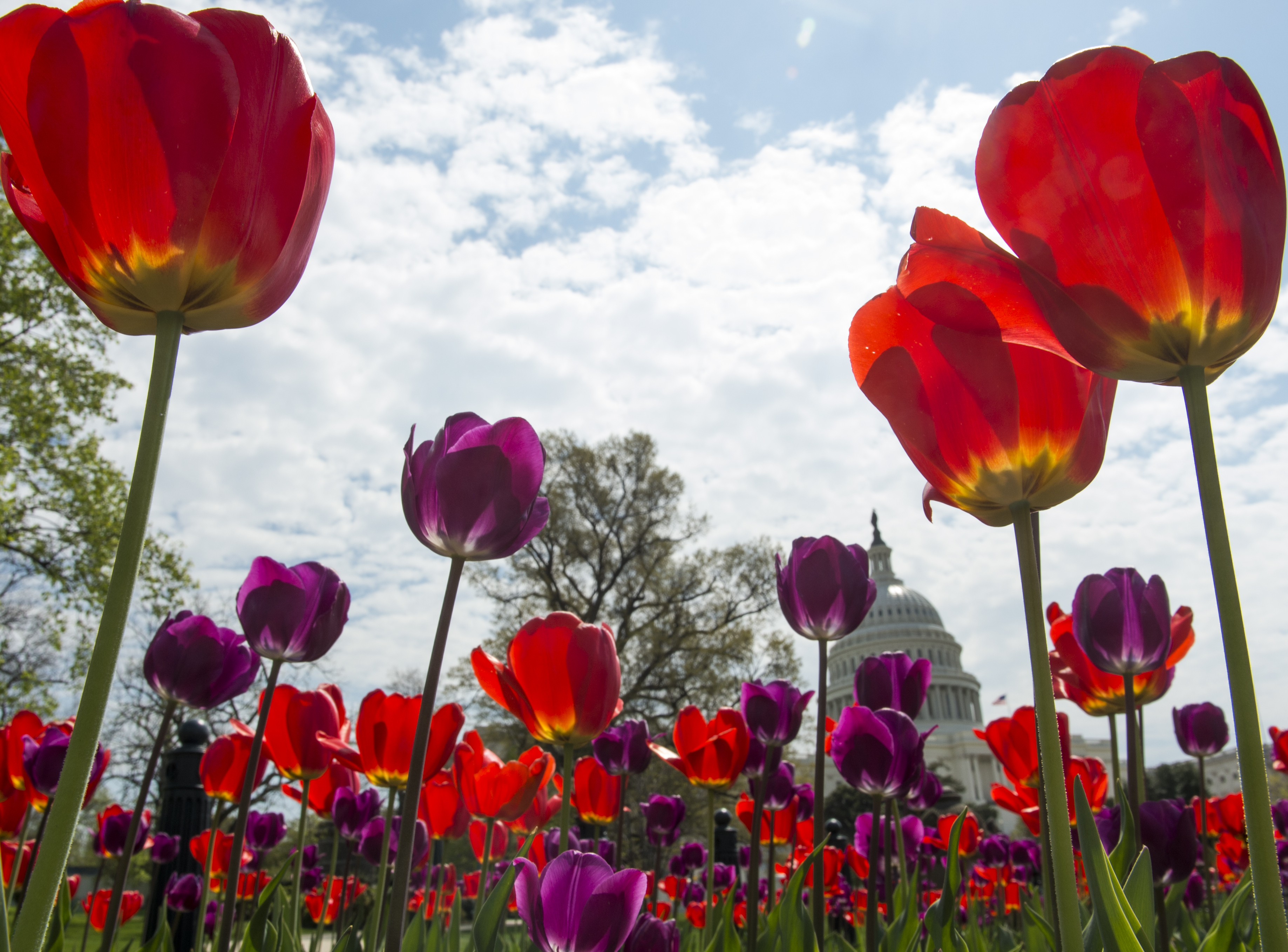 Tulips bloom on the west side of the U.S. Capitol on Earth Day, April 22, 2014.