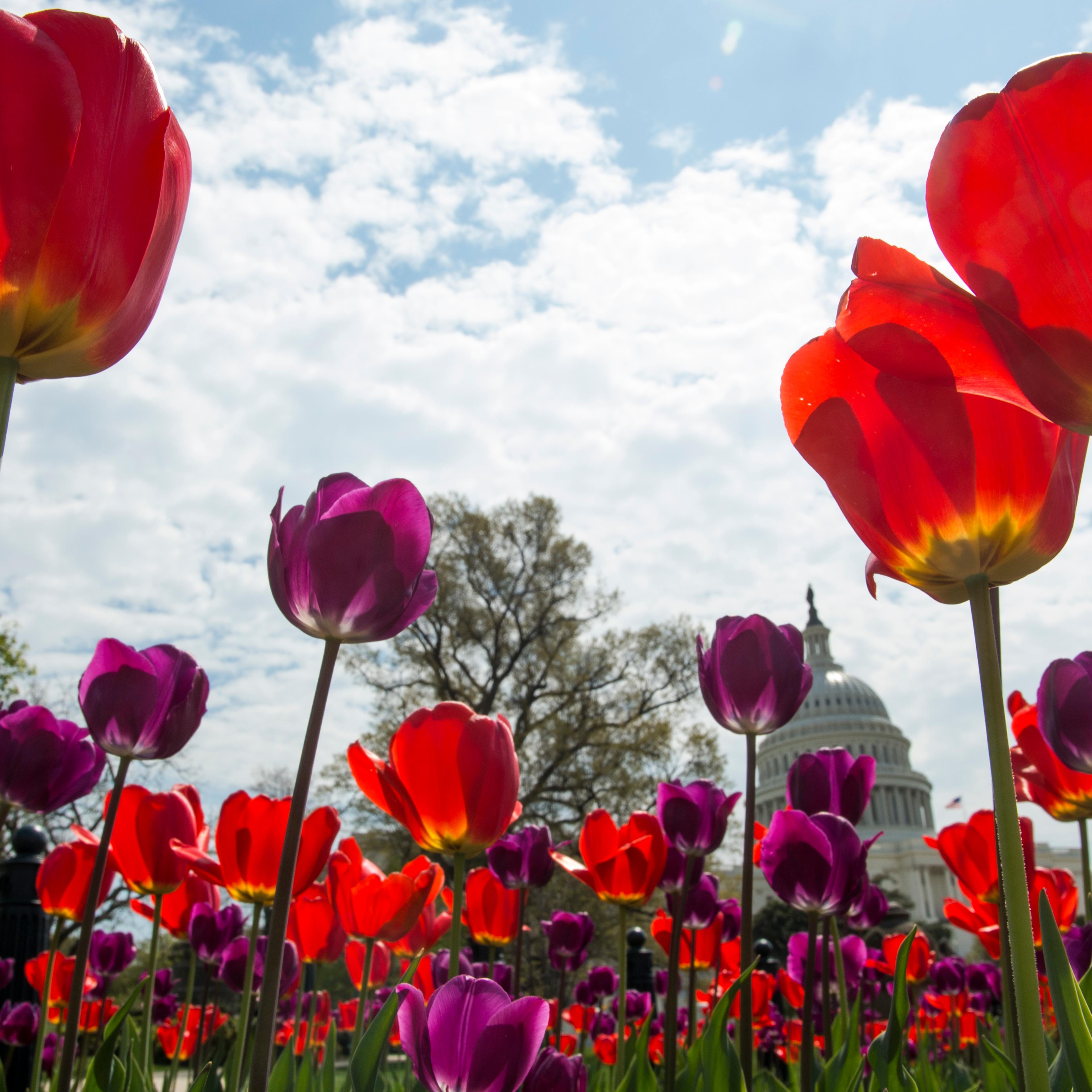 Tulips bloom on the west side of the U.S. Capitol on Earth Day, April 22, 2014.