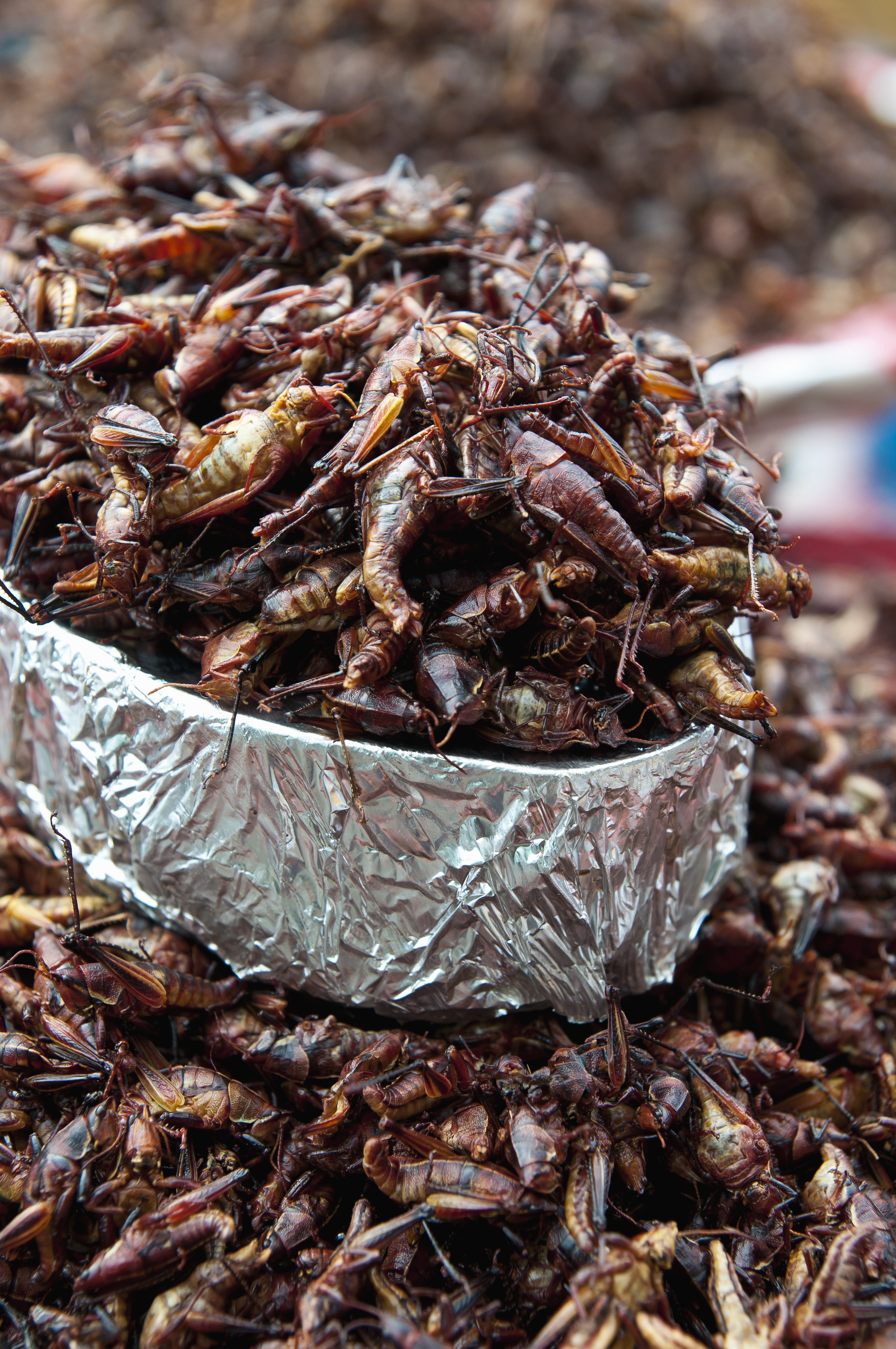 Eating Bugs: Bug Recipes and Insect Recipes from Chefs