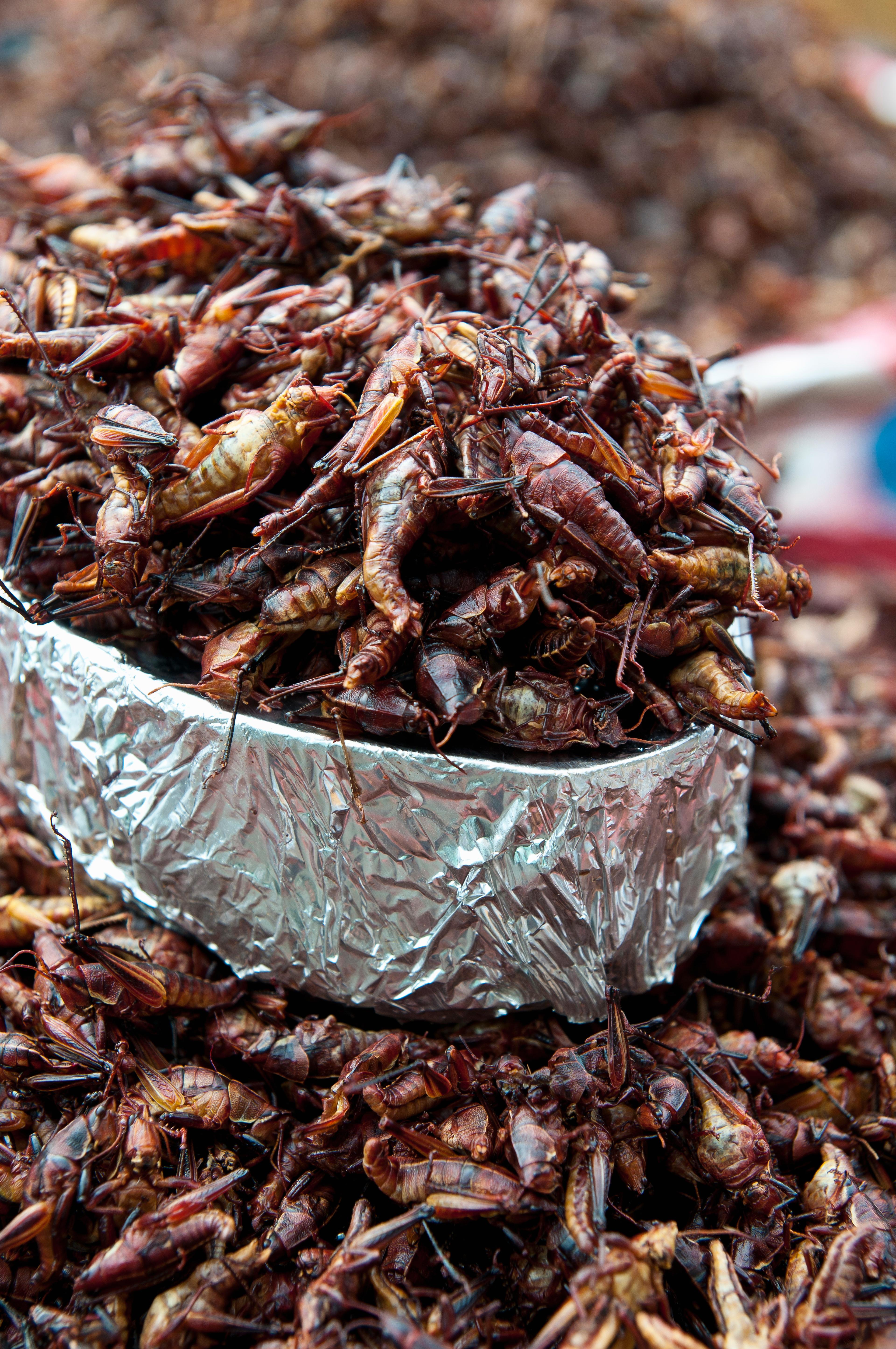 Chapolin Insect Eating Bugs: Bug Recipes and Insect Recipes from Chefs