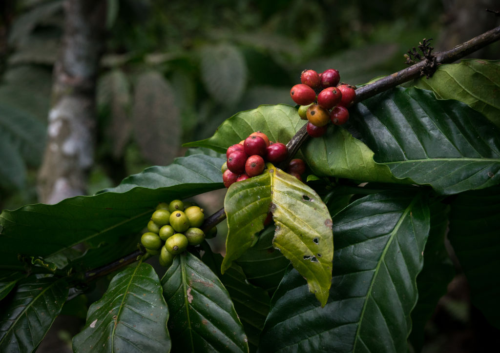 Coffee beans on plantation, Bali island, Munduk, Indonesia.