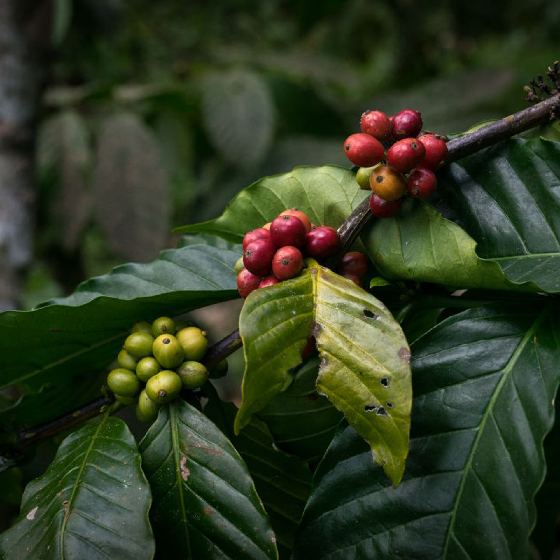 Coffee beans on plantation, Bali island, Munduk, Indonesia.