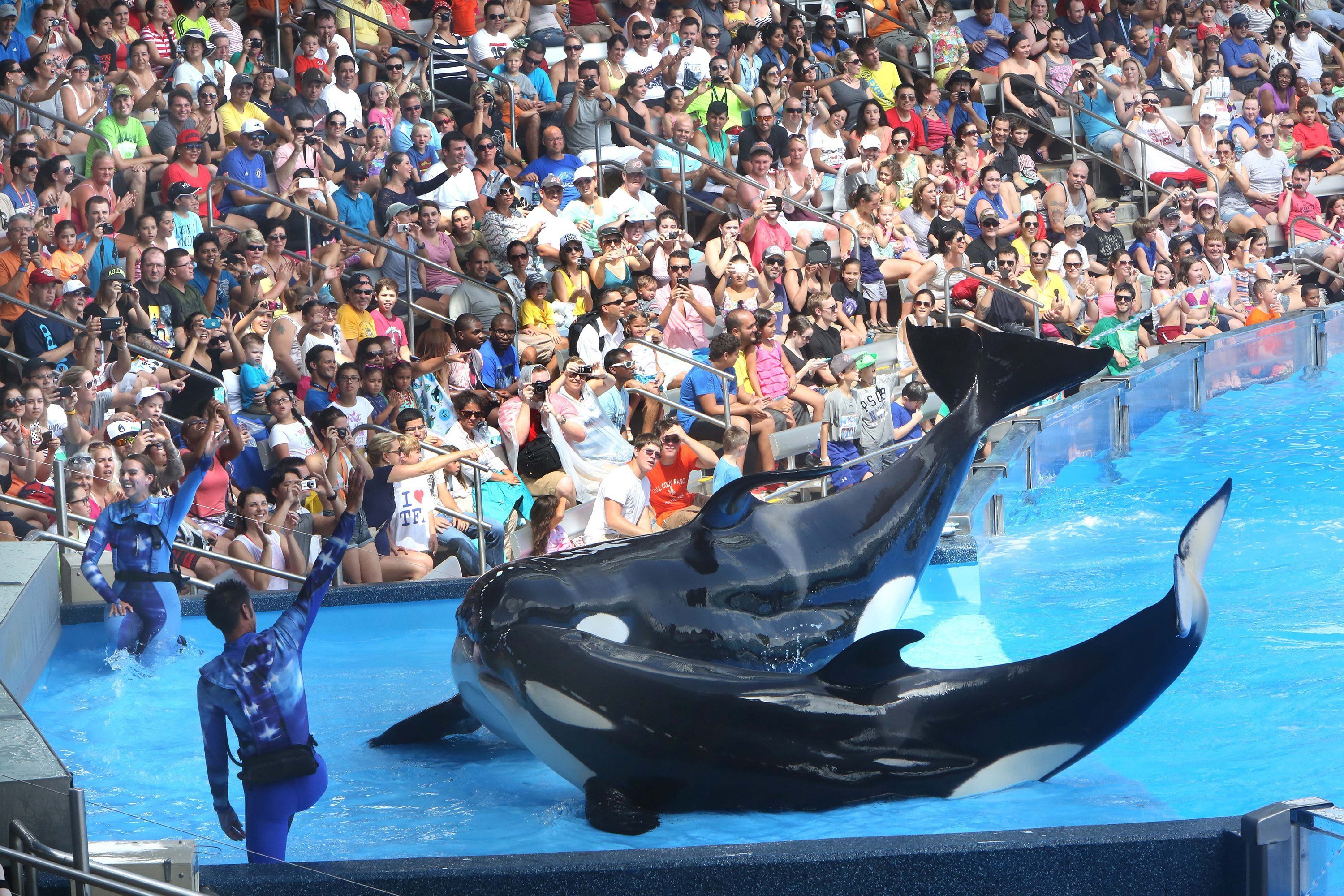 SeaWorld is heavily emphasizing conservation amid controversy over its killer whales.