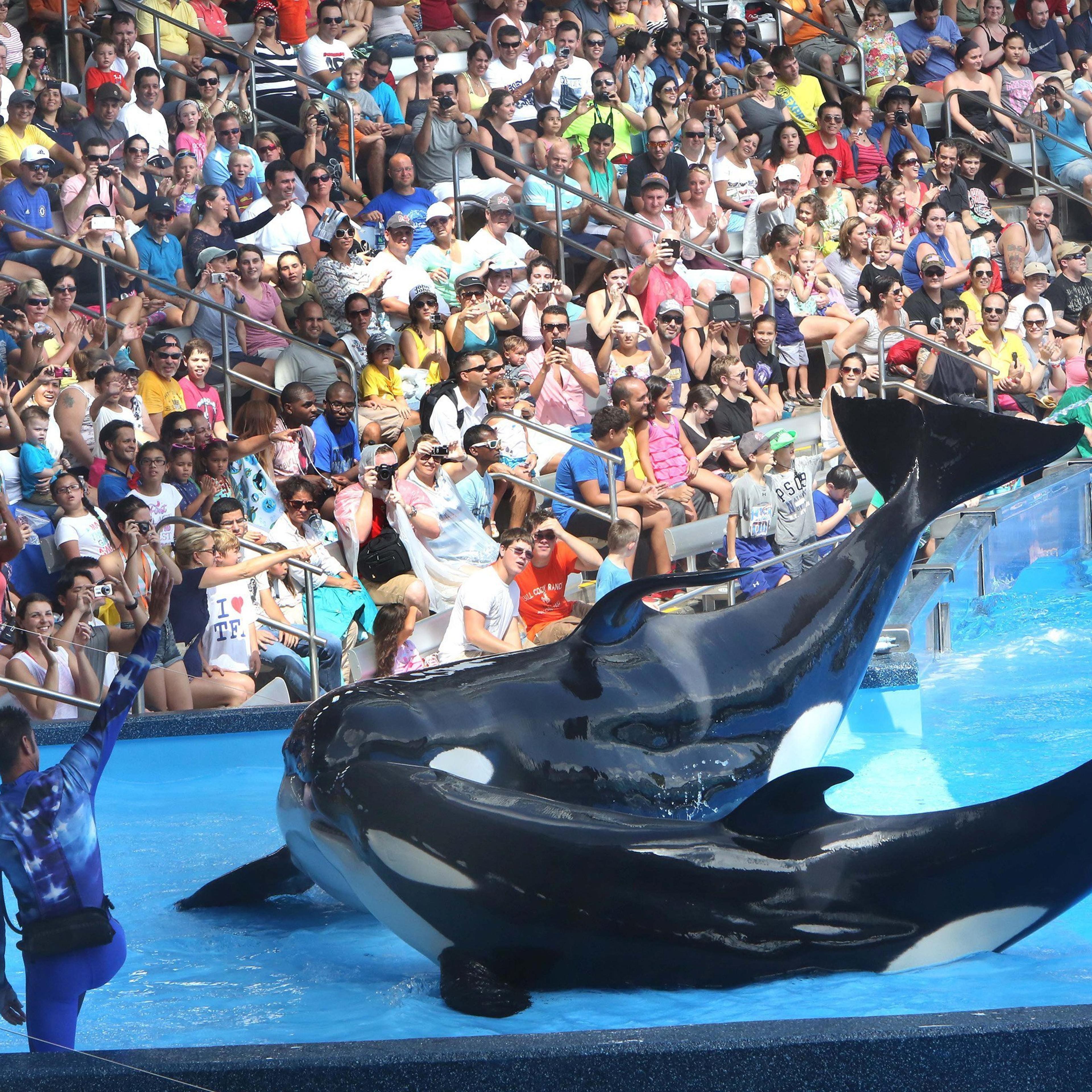 SeaWorld is heavily emphasizing conservation amid controversy over its killer whales.