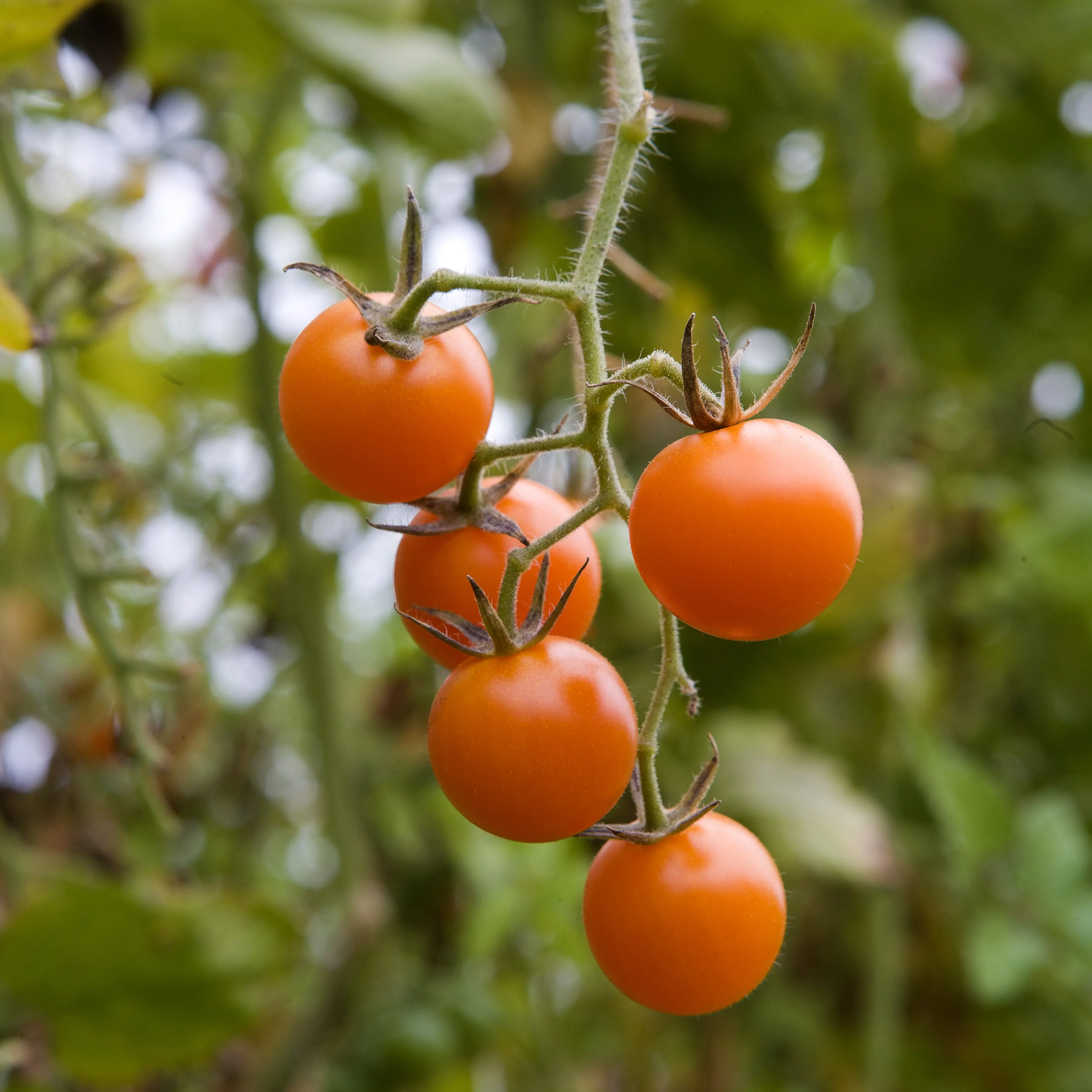 Chatterbox: tomato plants have a lot more to say than you'd think