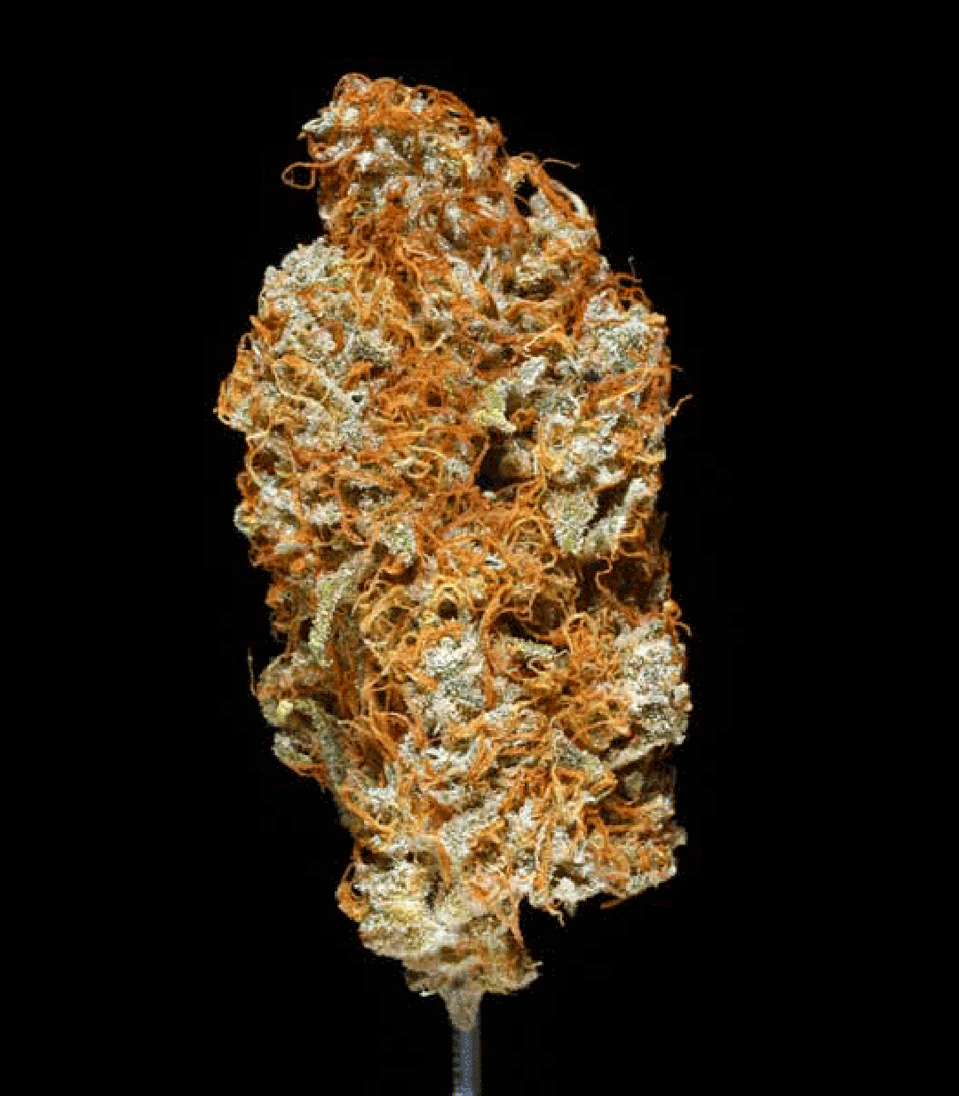 Ed Rosenthal Super Bud