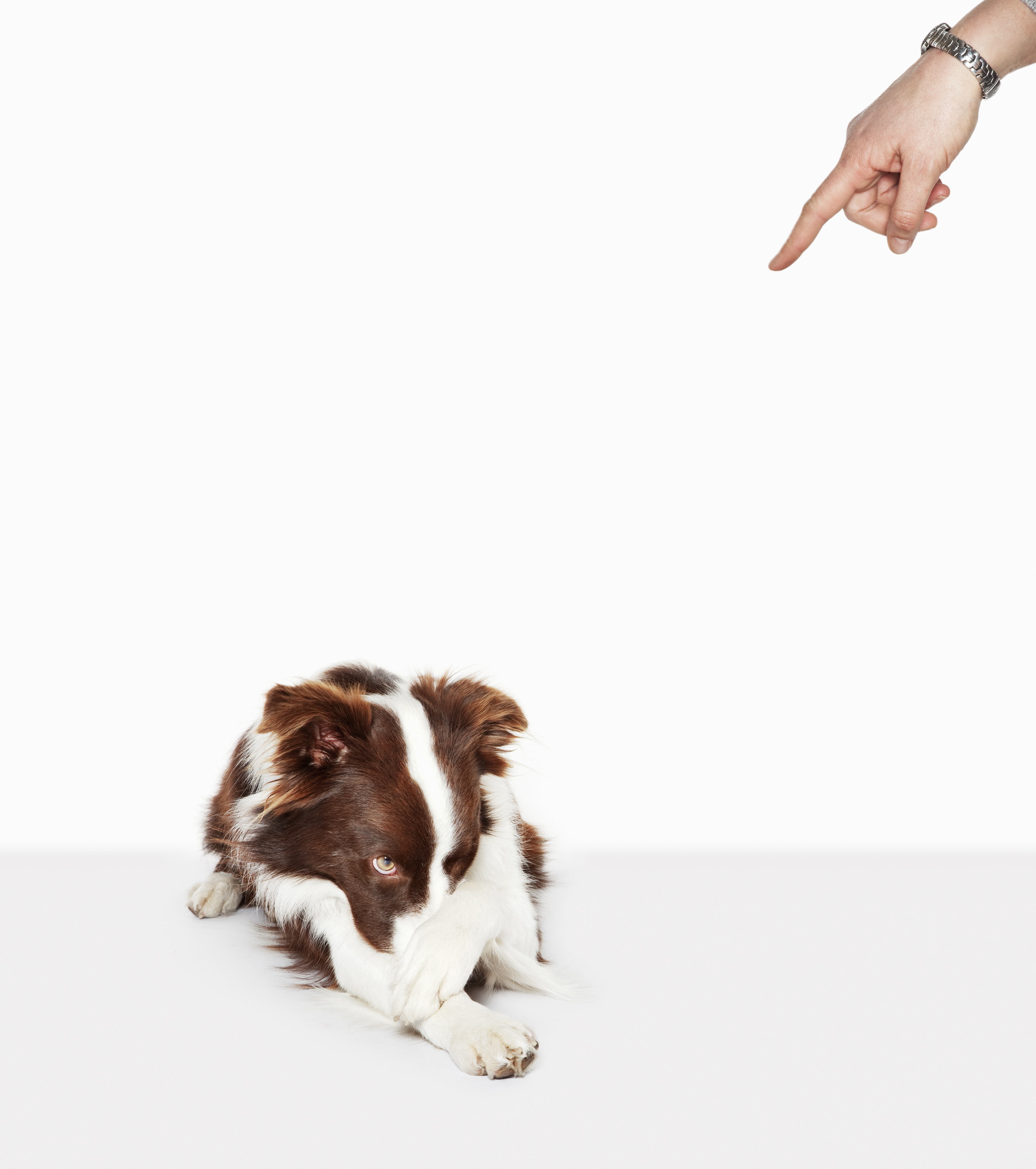 Person scolding dog