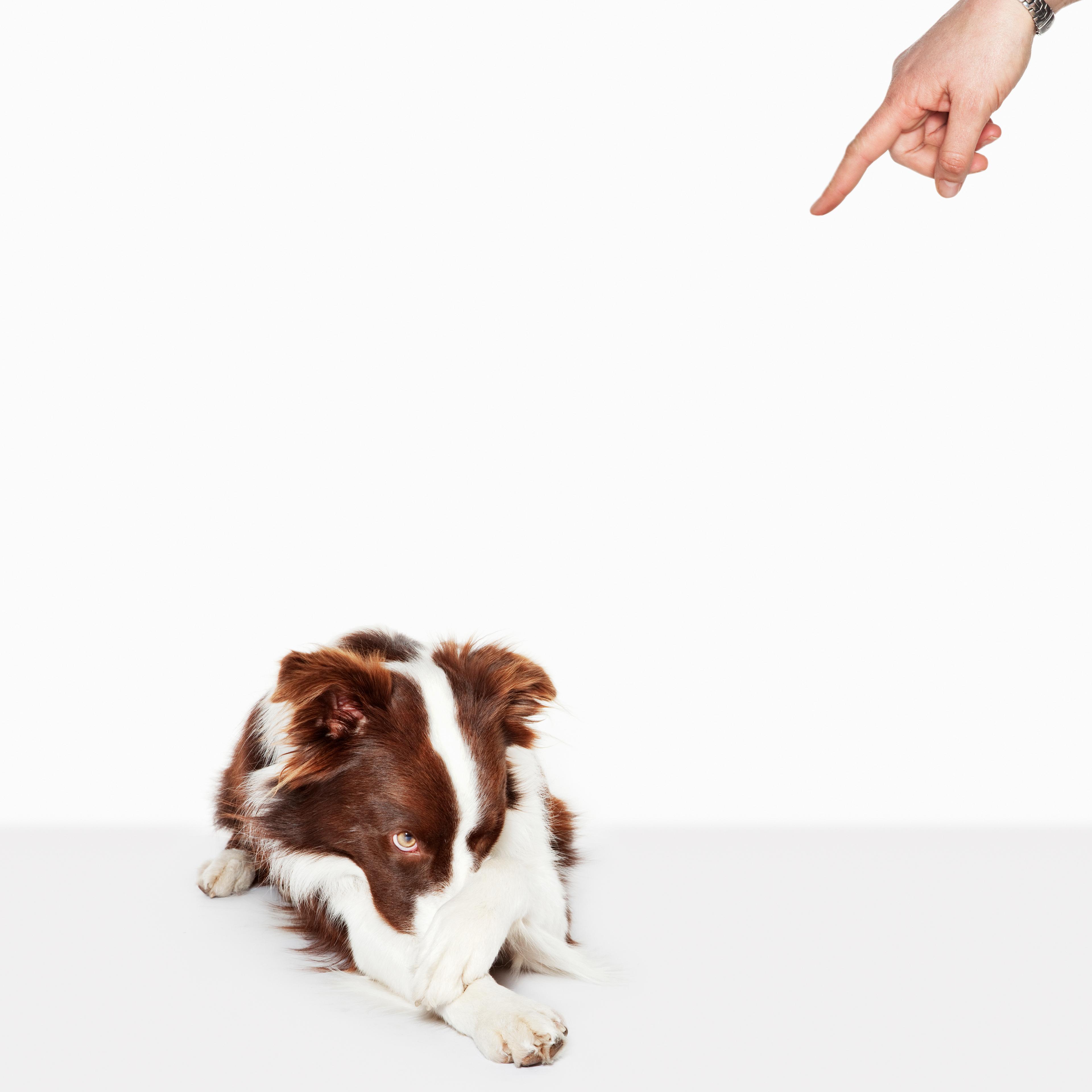 Person scolding dog