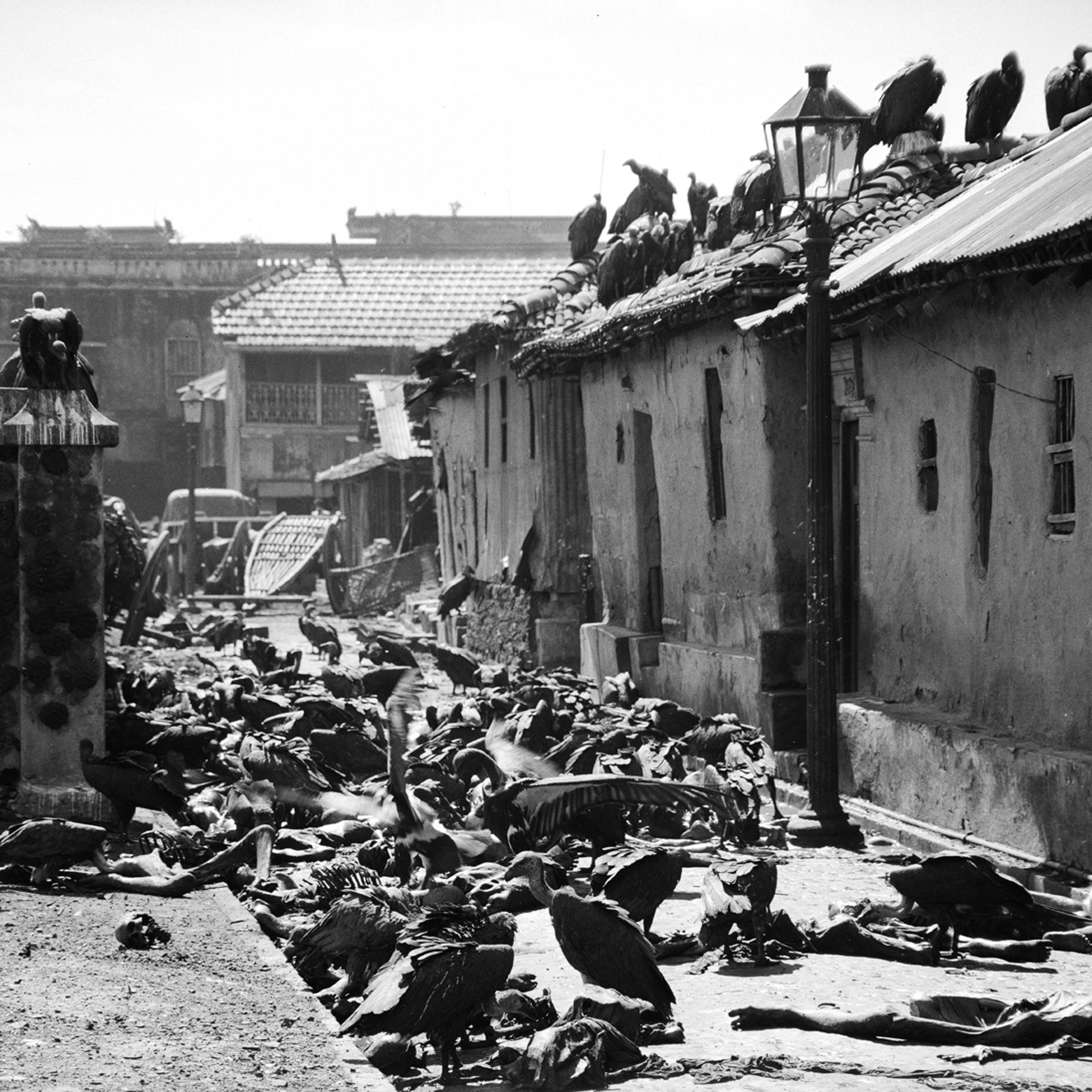 "Carrion birds feast on victims of bloody religious riot in India." (Calcutta, 1946)