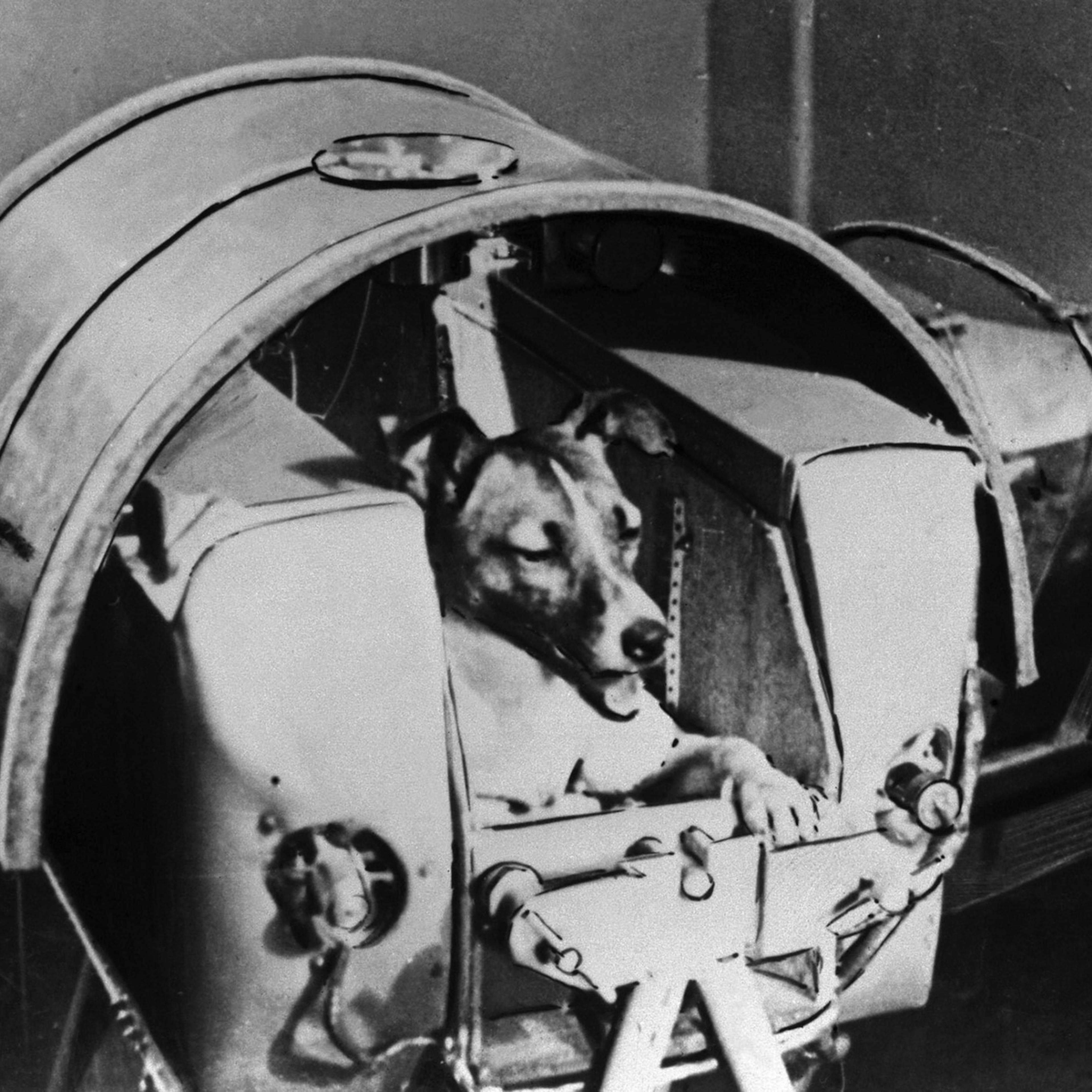 Laika, Russian cosmonaut dog, 1957.