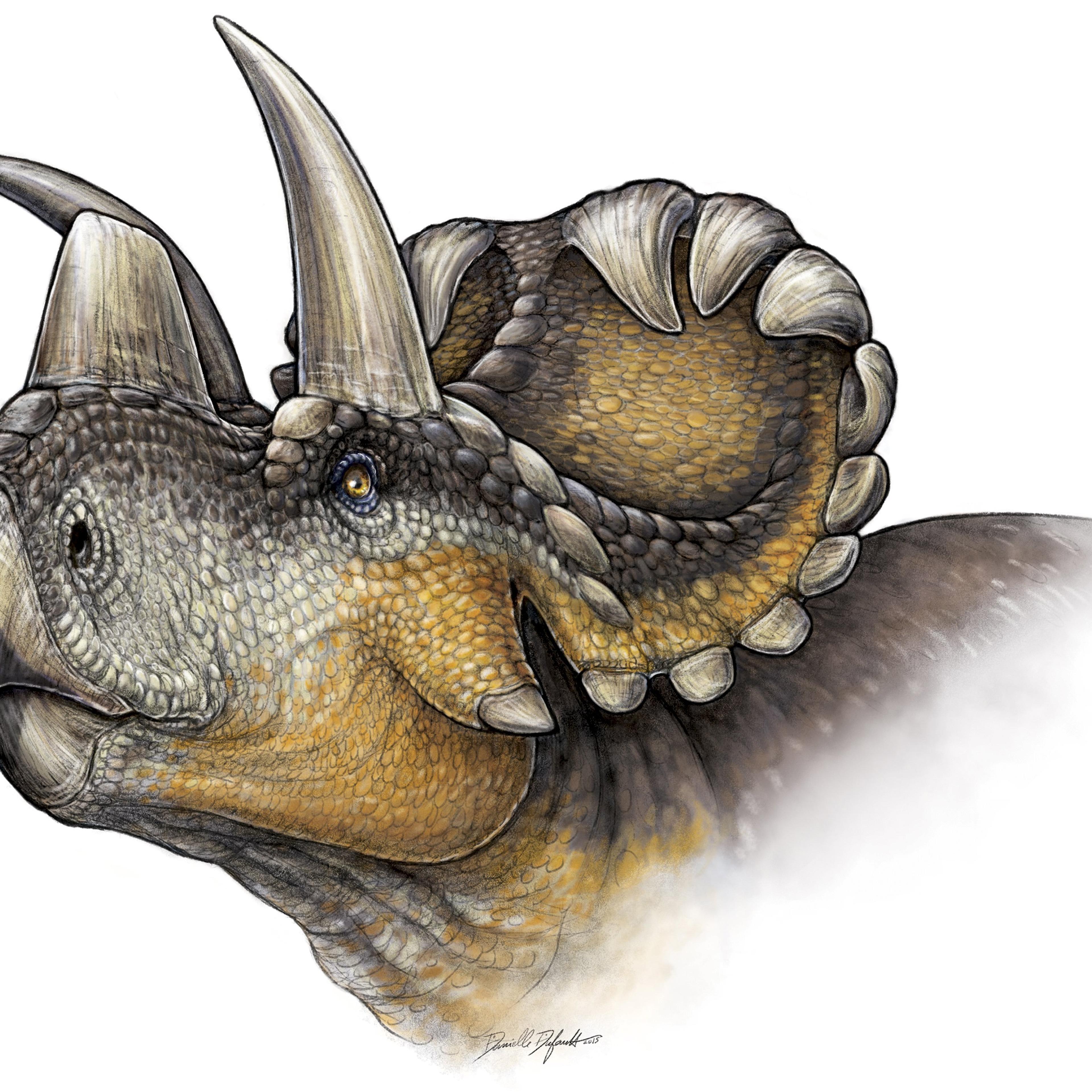 The Wendiceratops pinhornenis dinosaur is seen in a life reconstruction illustration.