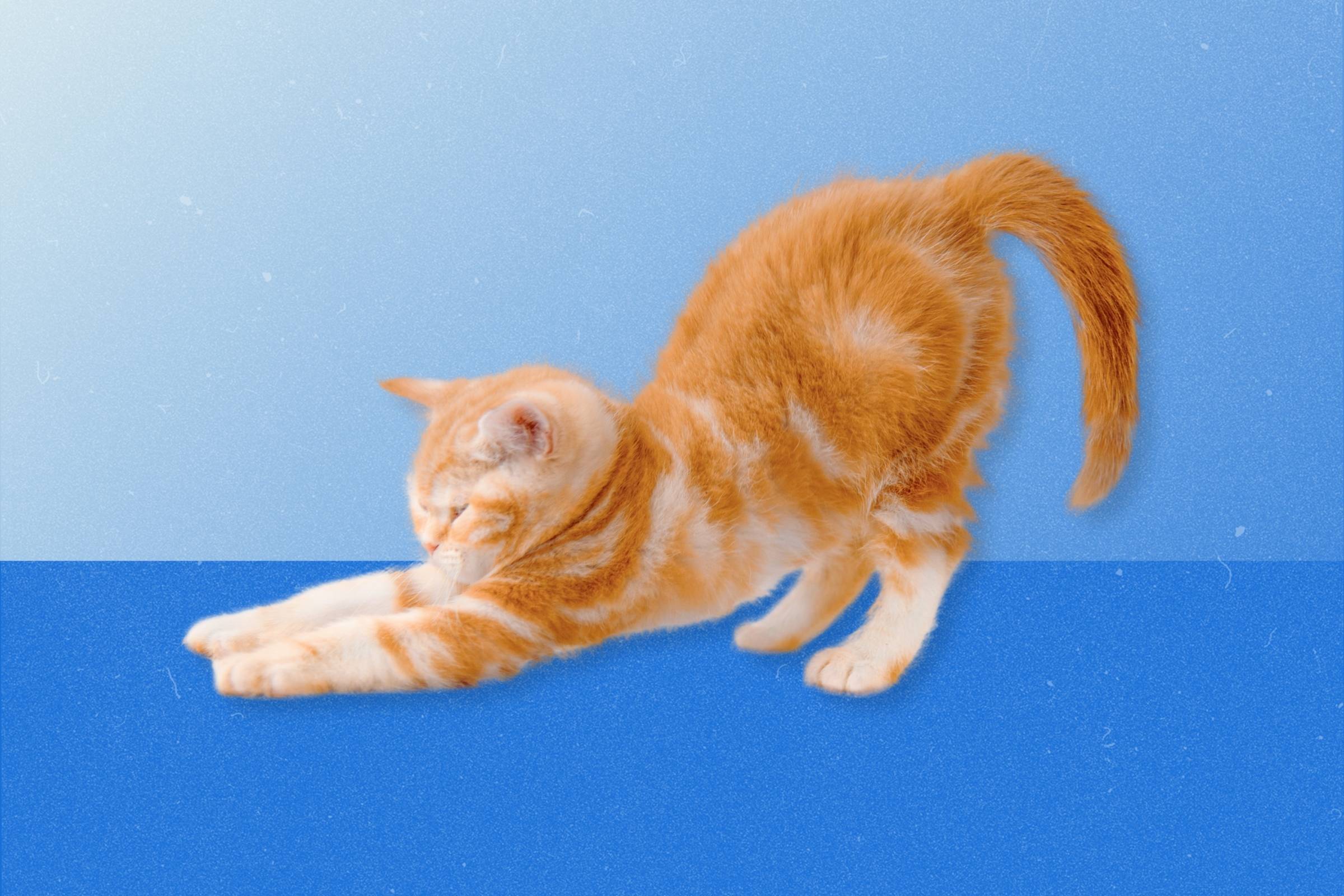 An orange kitten stretching