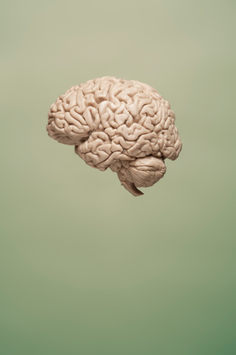 brain