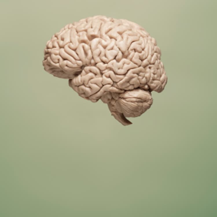 brain