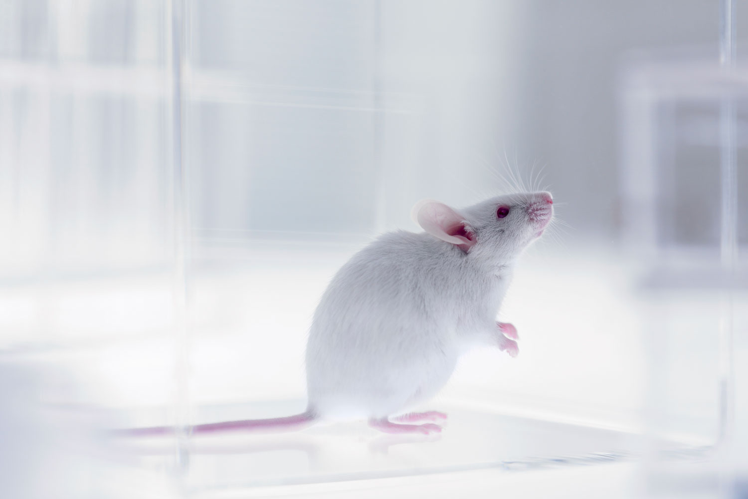 Mouse