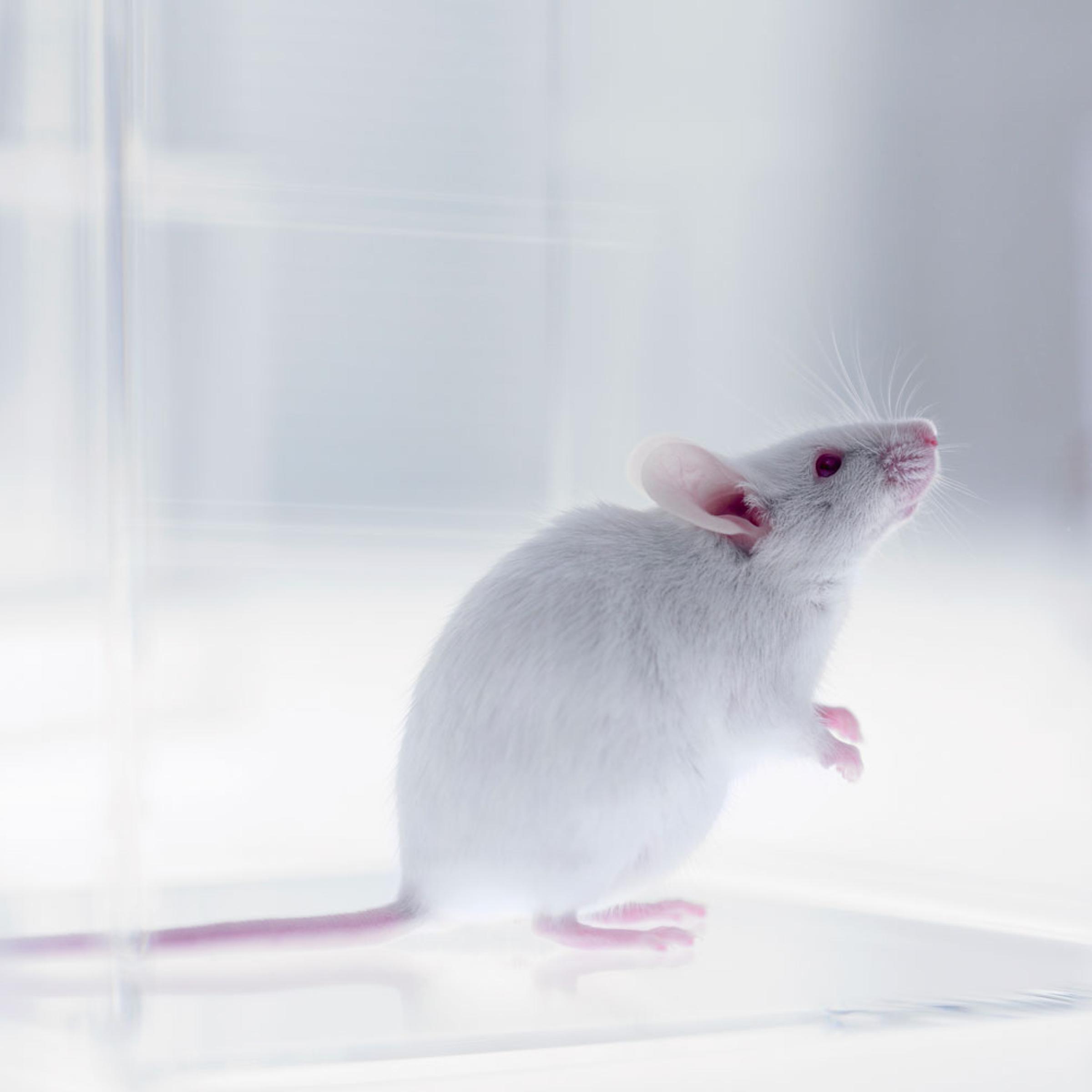 Mouse