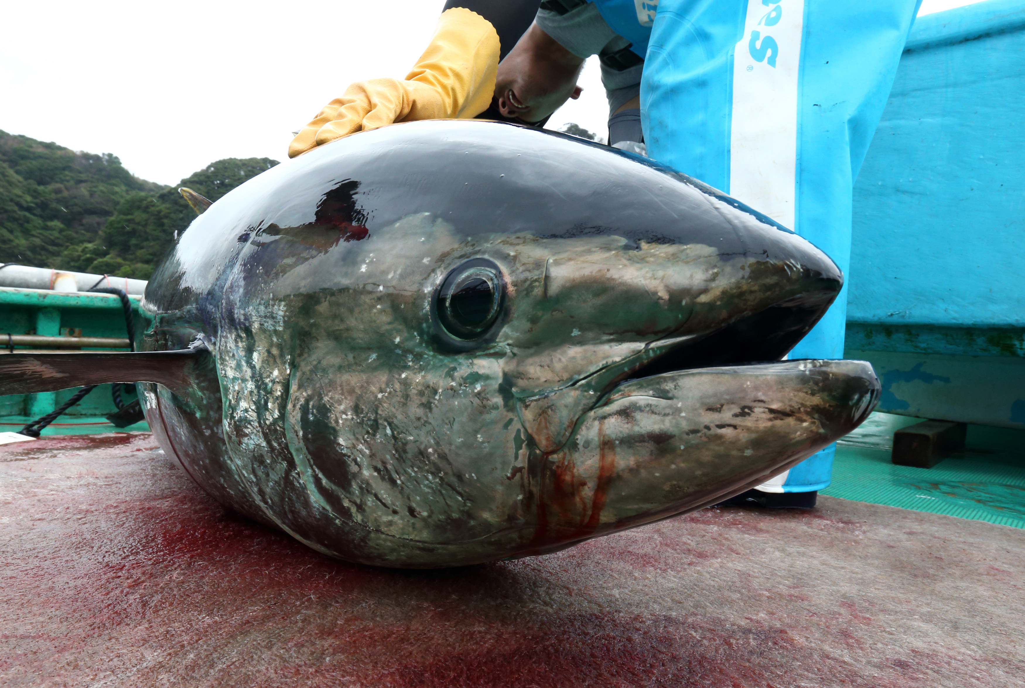 Blue-Fin Tuna Farm Operations At Kinki University Fisheries Laboratory As Seafood Proves Sweet Spot In Japanese Exports