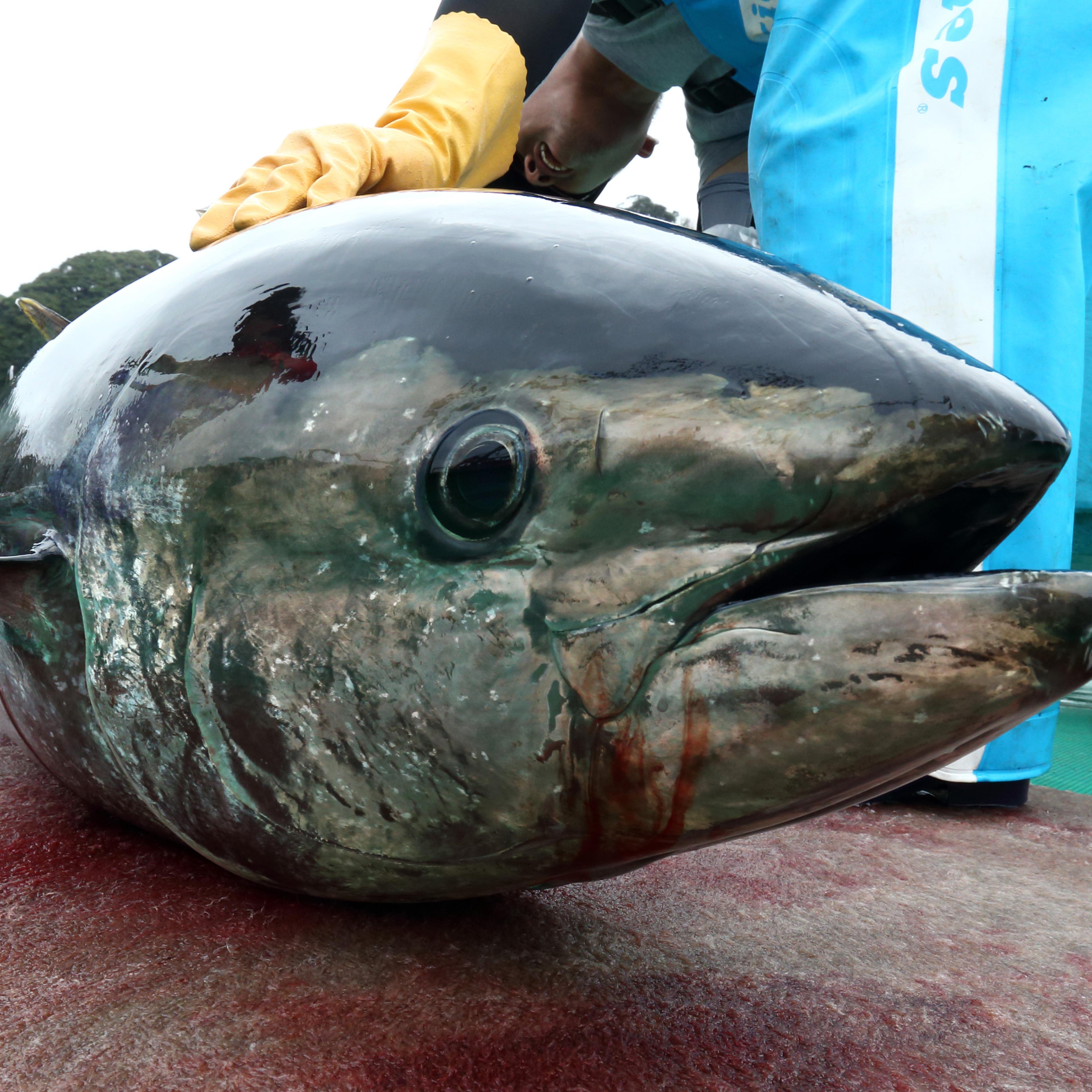 Blue-Fin Tuna Farm Operations At Kinki University Fisheries Laboratory As Seafood Proves Sweet Spot In Japanese Exports