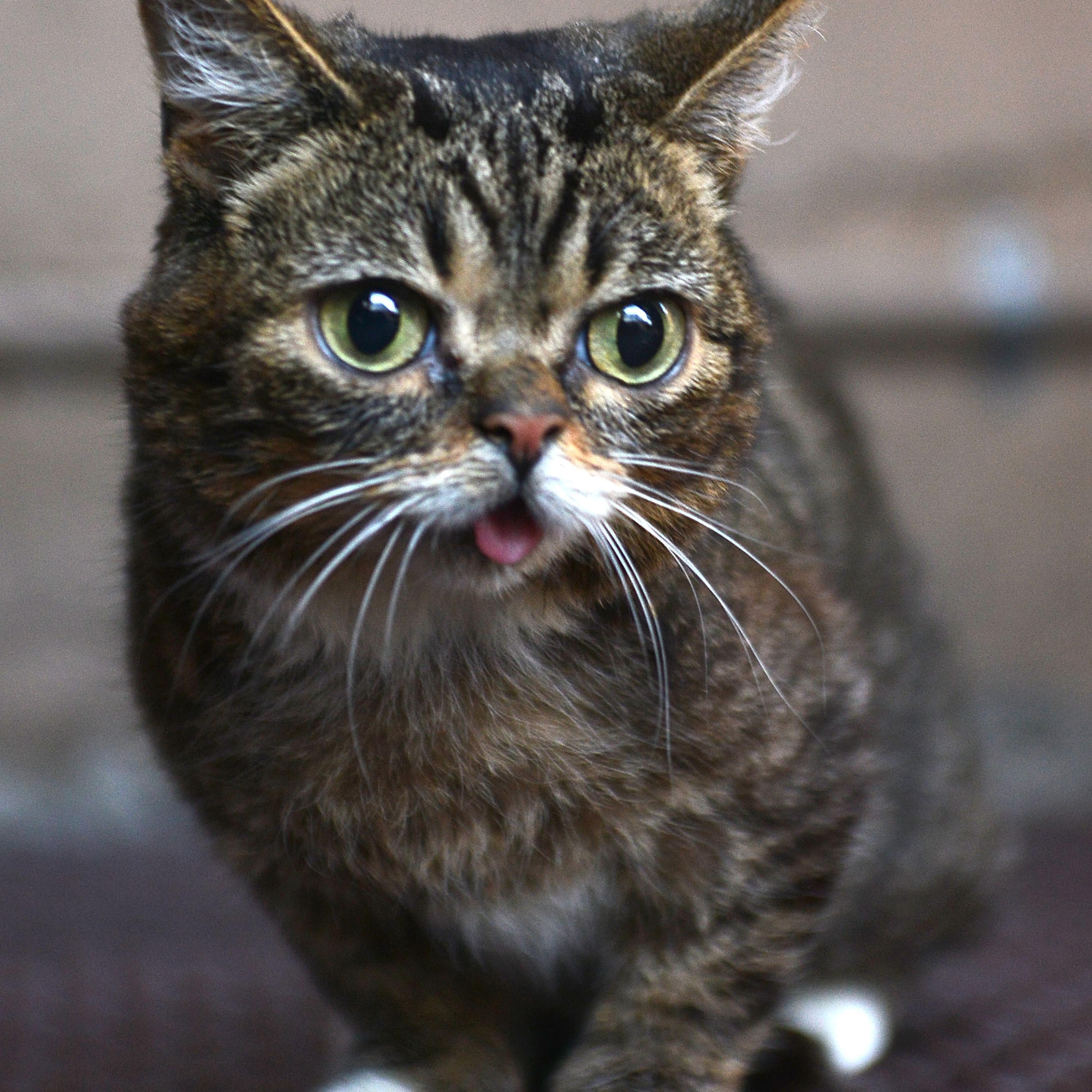 Lil Bub at the A CATbaret! - A One Night Only Celebrity Musical Celebration of the Alluring Feline in Los Angeles on Aug. 9, 2014.