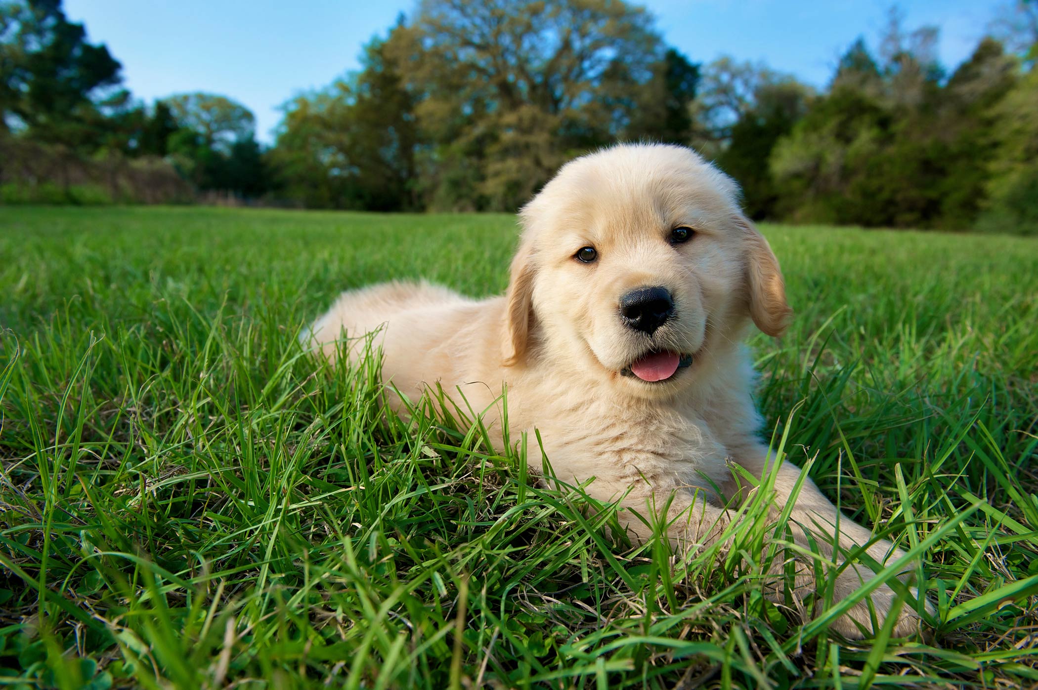 puppy