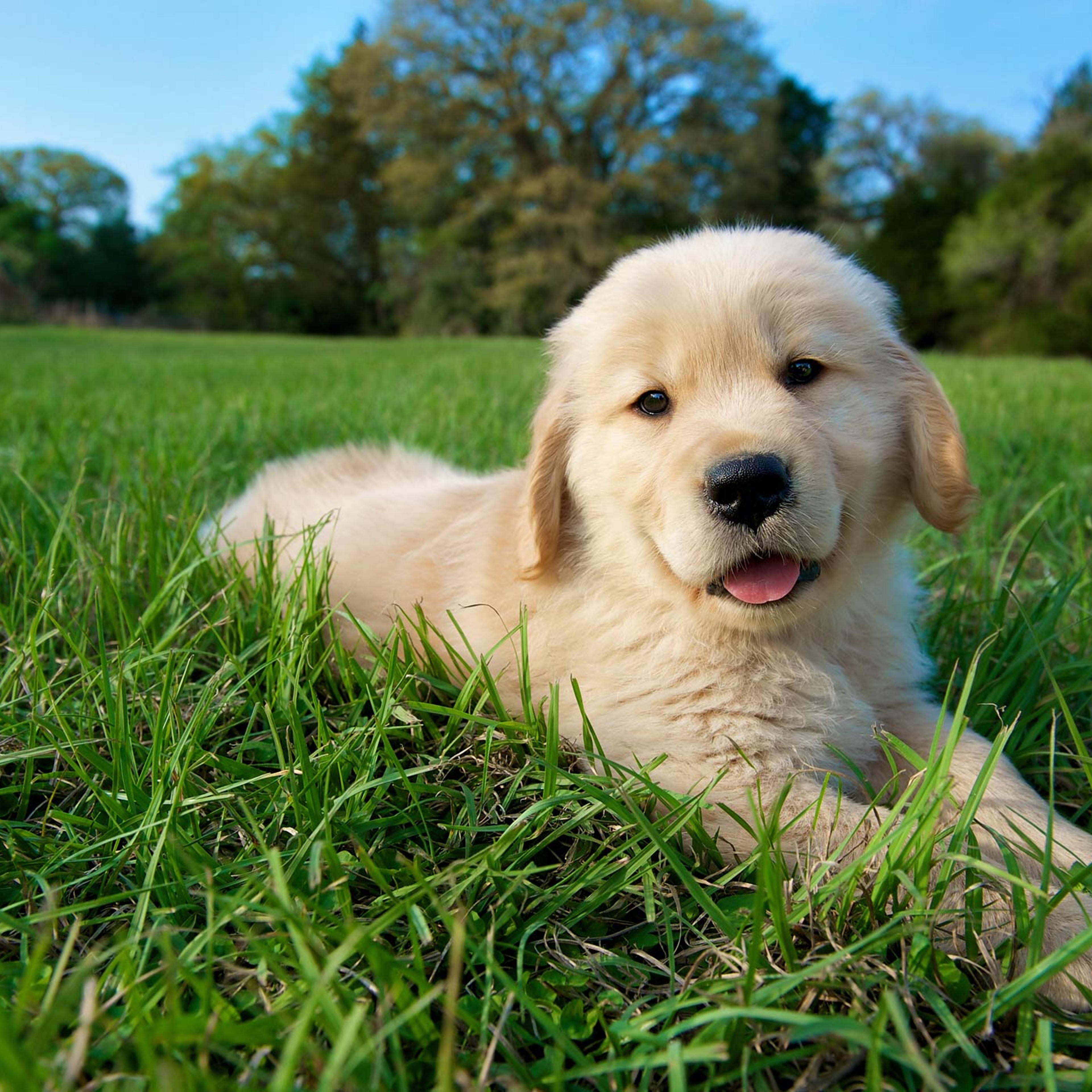 puppy