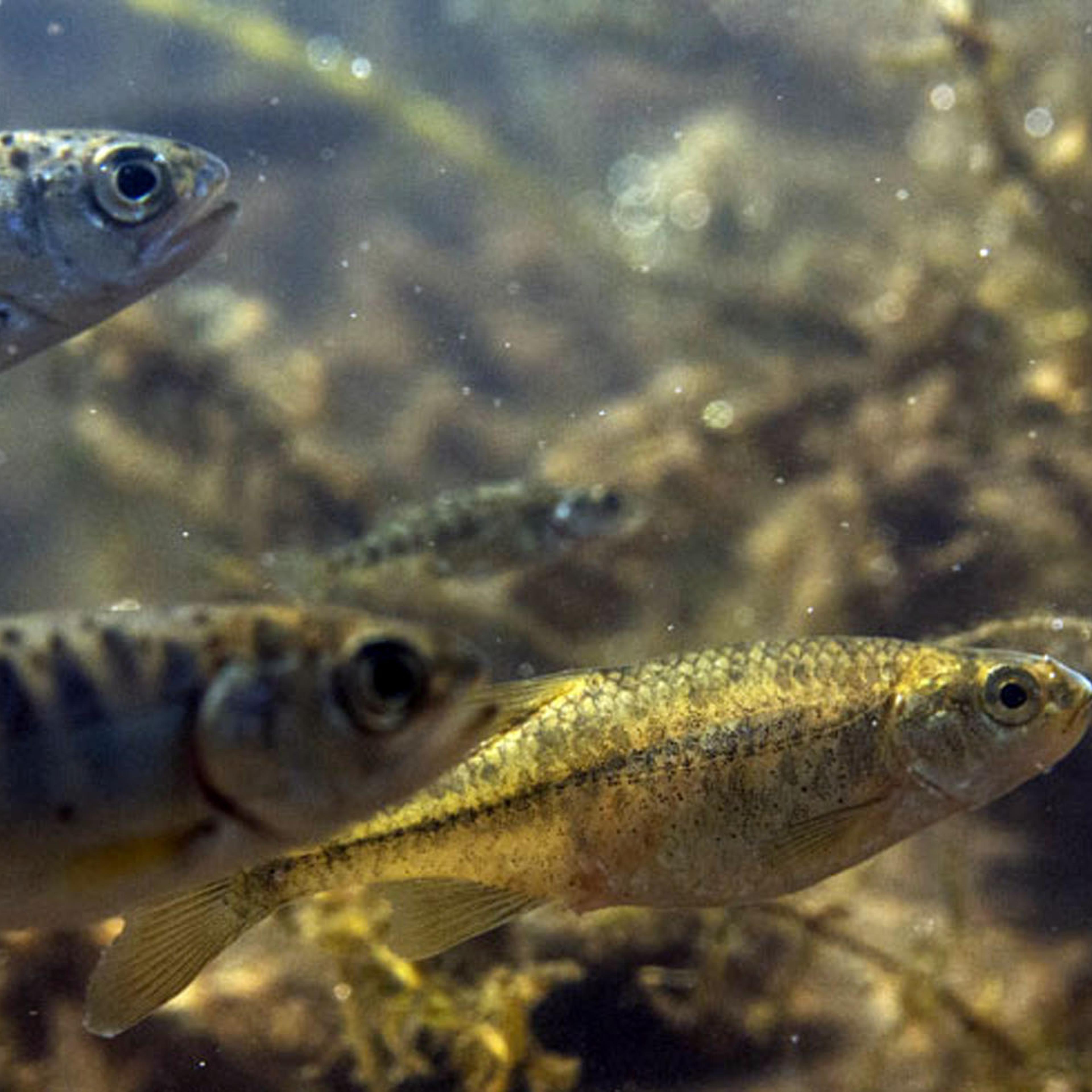 This undated photo provided by Freshwaters Illustrated via the U.S. Fish and Wildlife Service shows an Oregon chub, right, swimming with baby salmon in the McKenzie River in Oregon