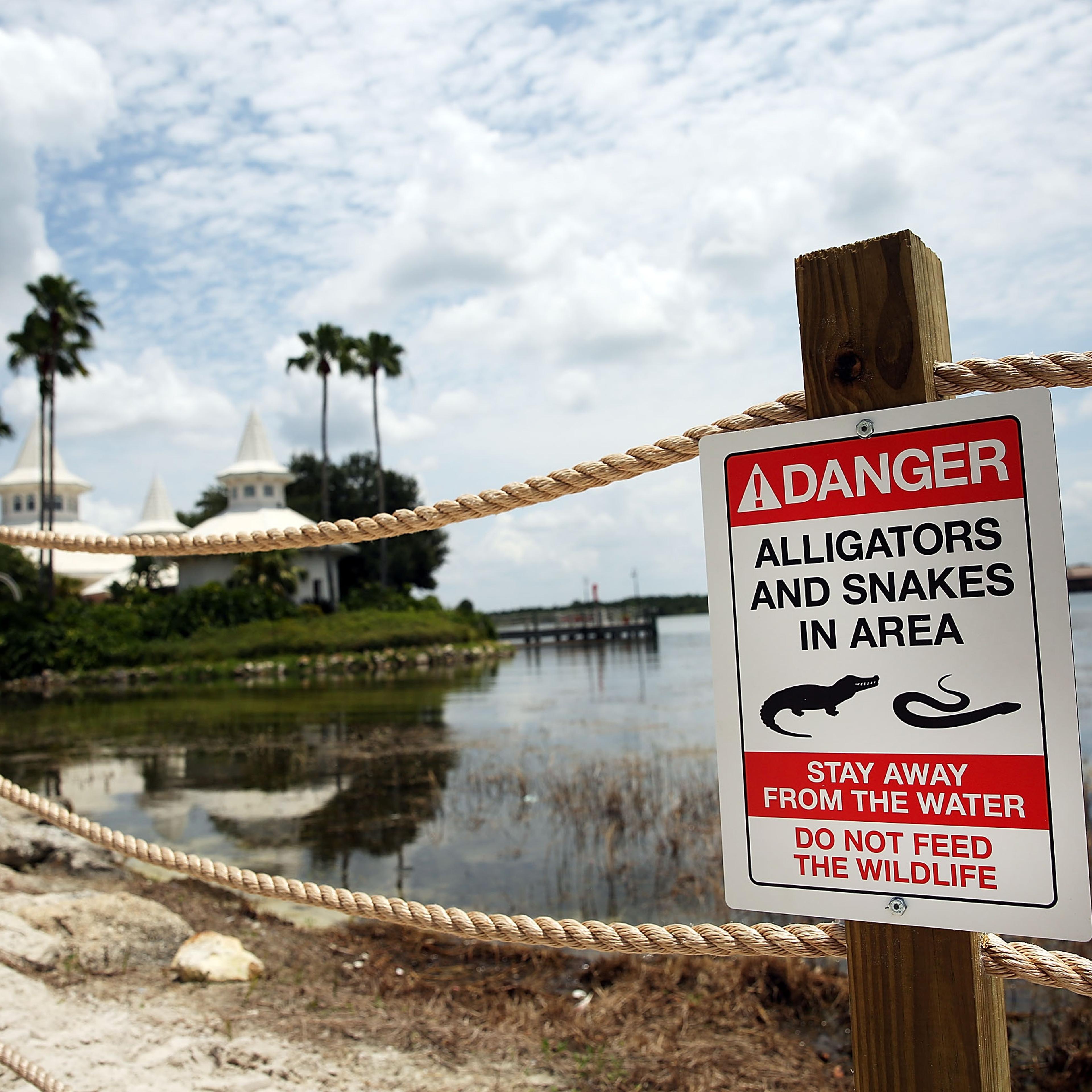 Disney Installs Alligator Warning Signs In Aftermath Of Toddler Death At One Of Its Resorts