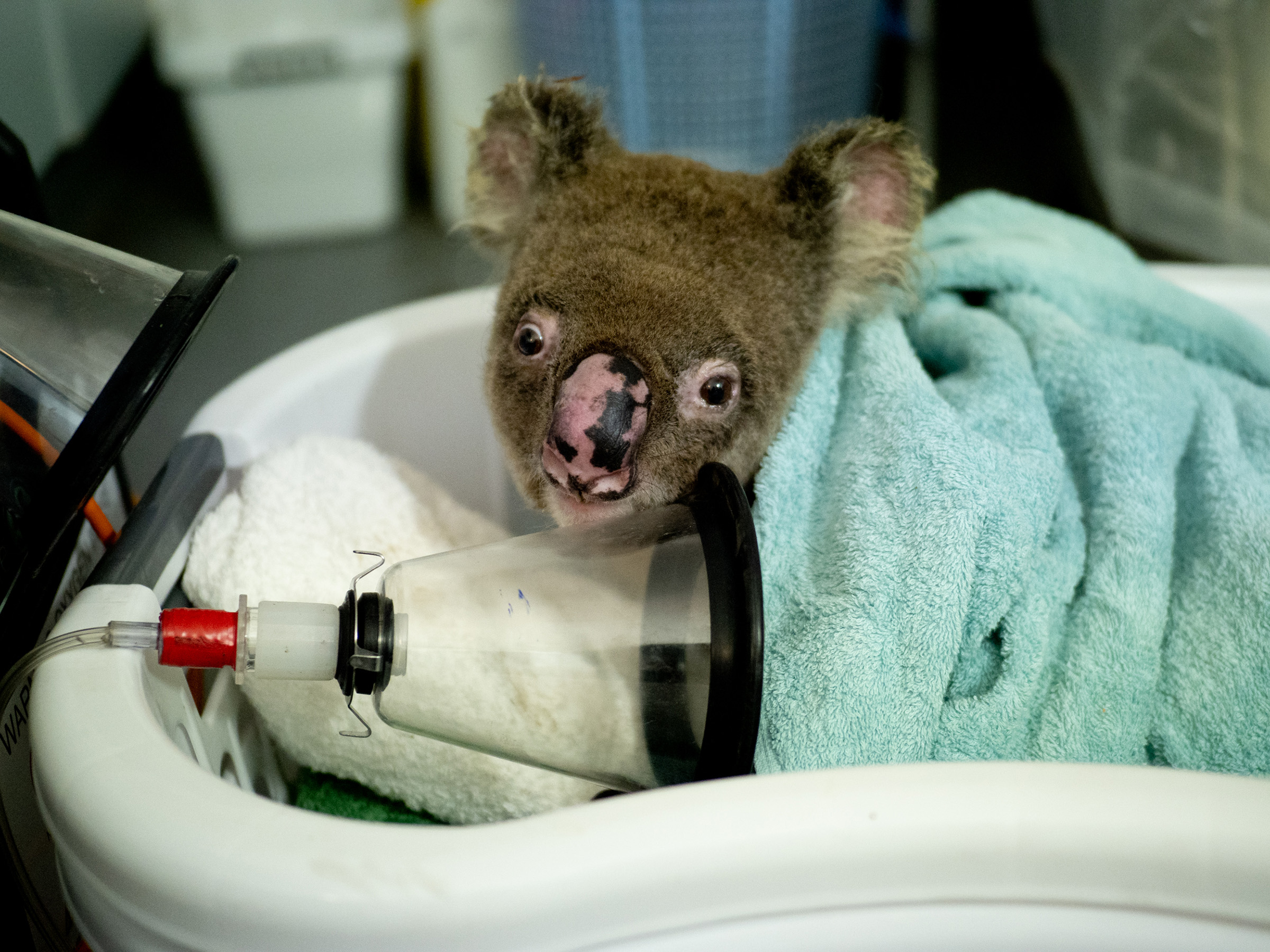 Bushfire survivor wakes up post surgery. He is expected to make full recovery. Koala Hospital Port Macquarie