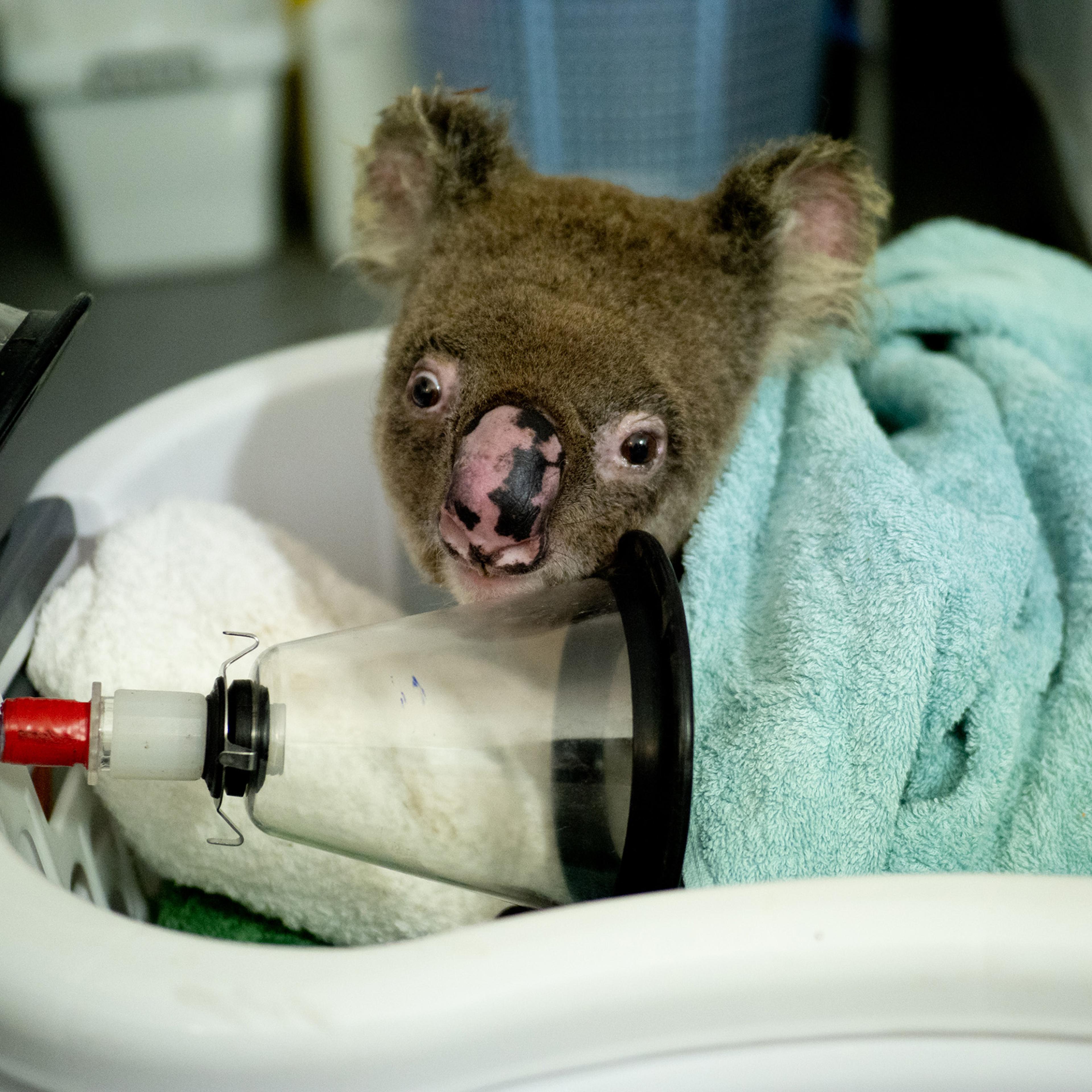 Bushfire survivor wakes up post surgery. He is expected to make full recovery. Koala Hospital Port Macquarie