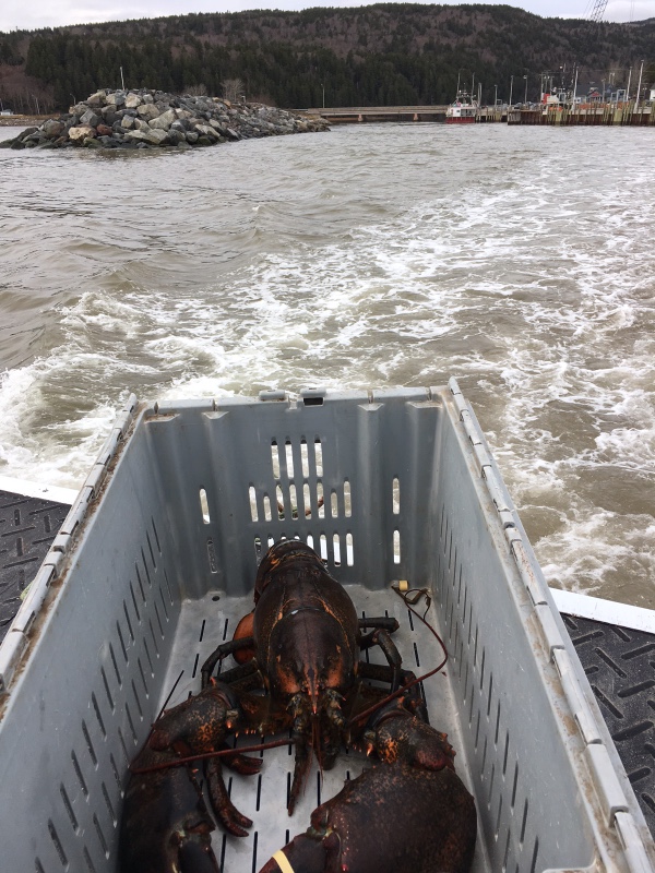 “King Louie” the lobster rides on the back of a boat on his way to be set free after being saved by Katie Conklin in Alma, Canada. 