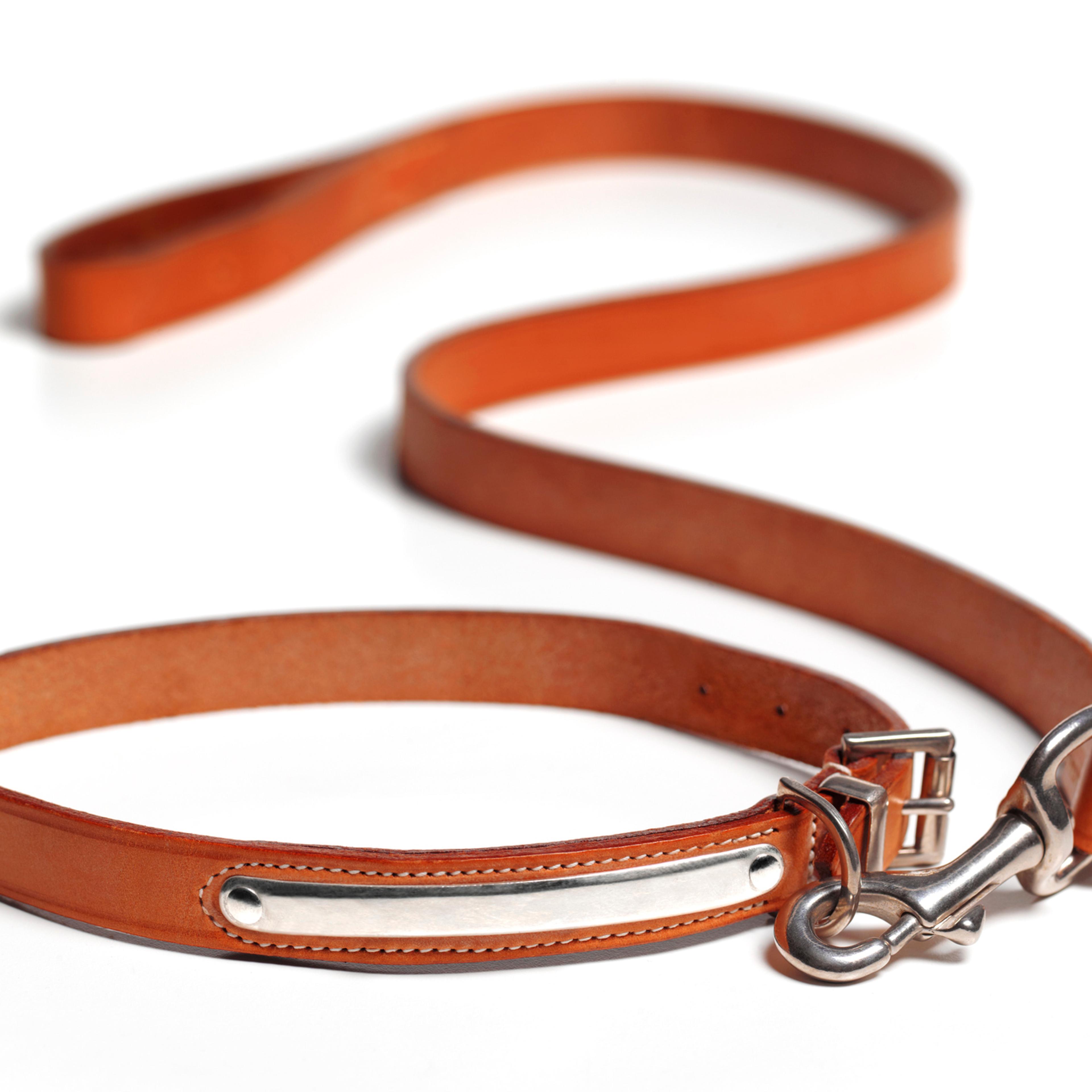 Cat leash