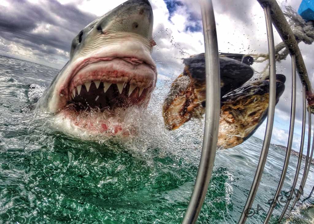 A Great White Shark in Mossel Bay, South Africa