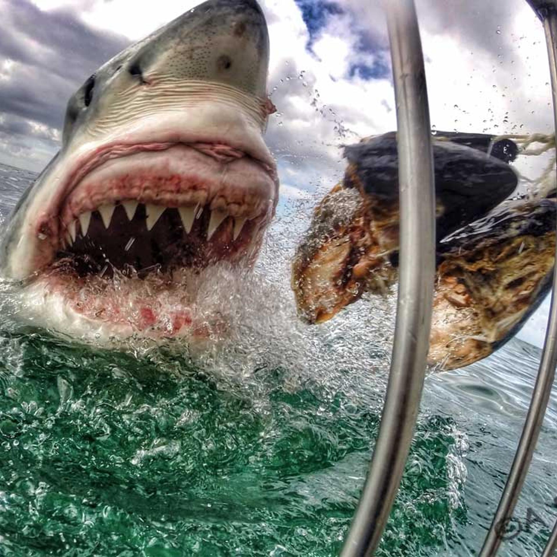 A Great White Shark in Mossel Bay, South Africa