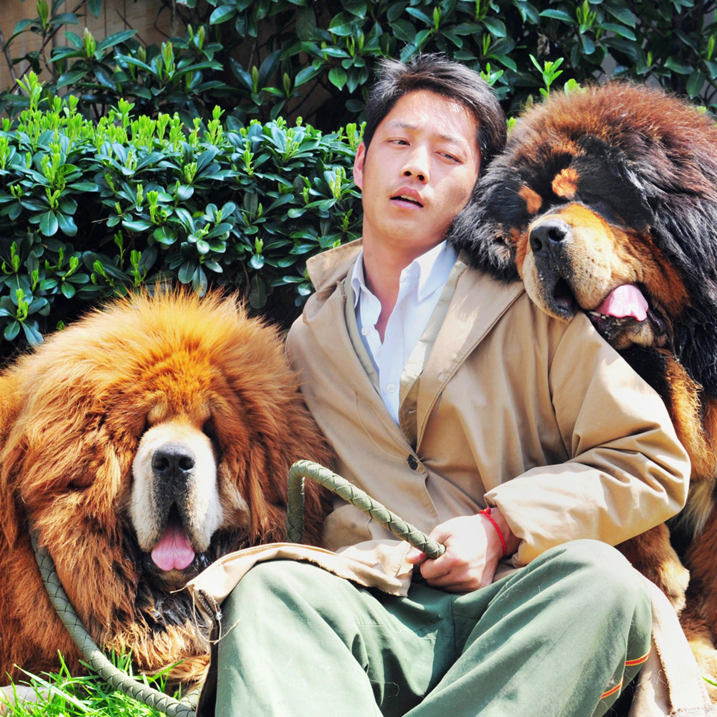 This picture taken on March 18, 2014 shows an unidentified man posing for a photo with two Tibetan mastiffs after they were sold at a 'luxury pet' fair in Hangzhou, in eastern China's Zhejiang province.