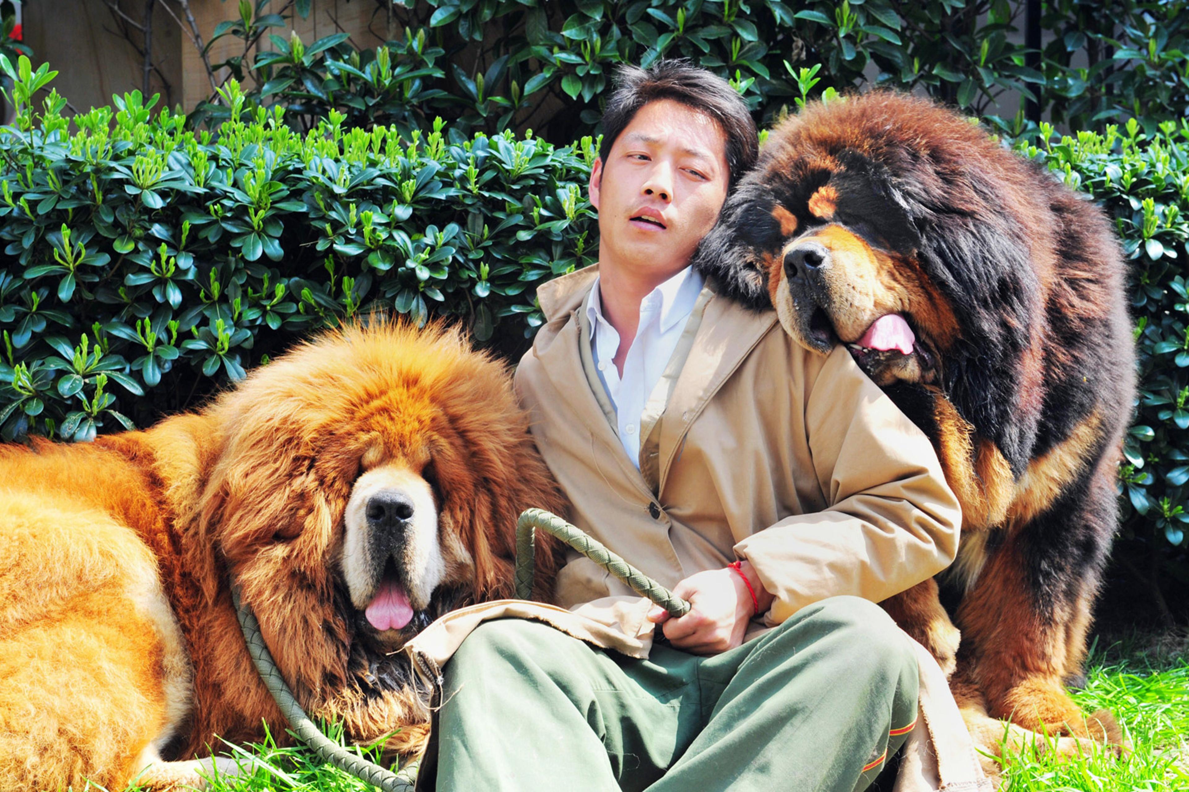 This picture taken on March 18, 2014 shows an unidentified man posing for a photo with two Tibetan mastiffs after they were sold at a 'luxury pet' fair in Hangzhou, in eastern China's Zhejiang province.