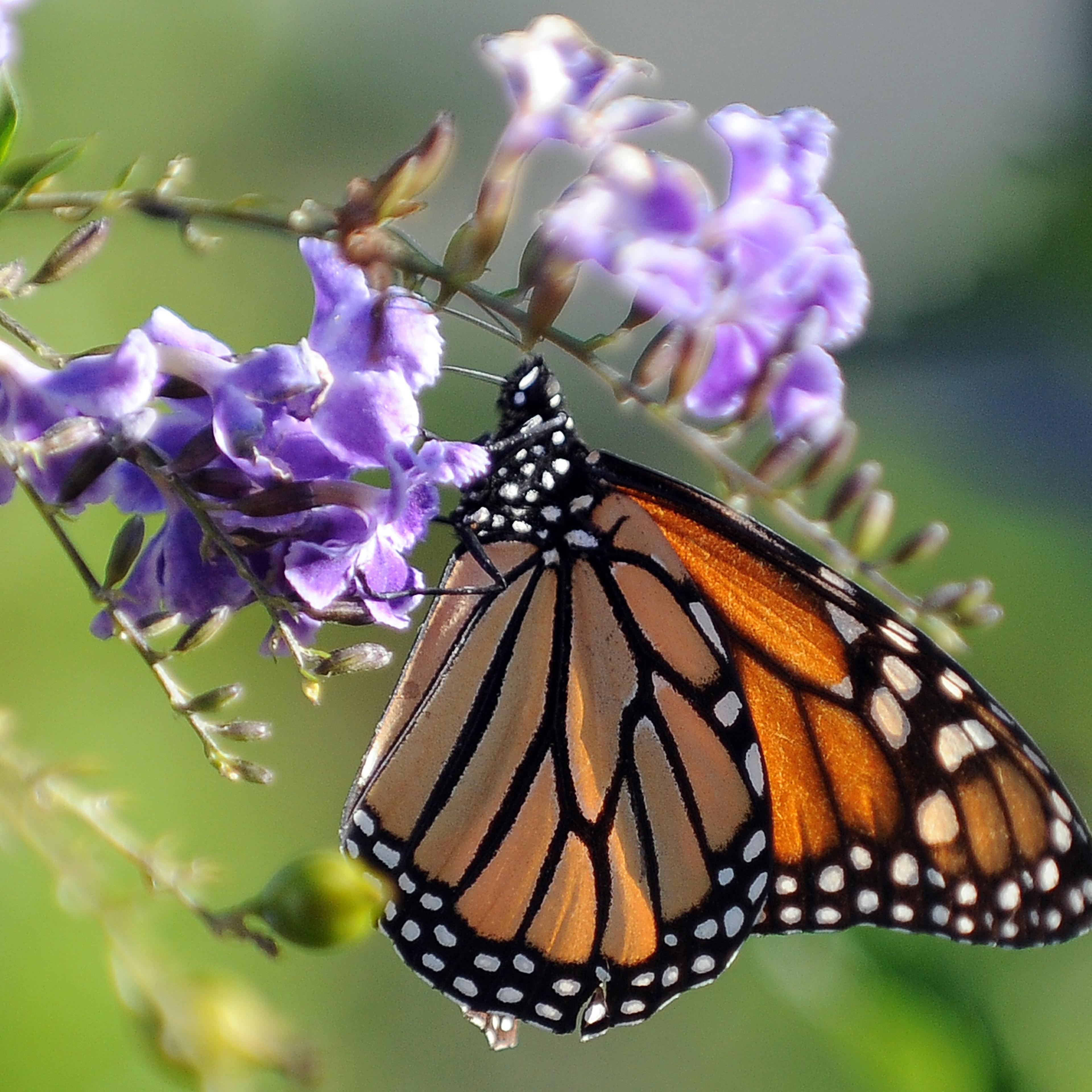 Monarch Butterfly Endangered