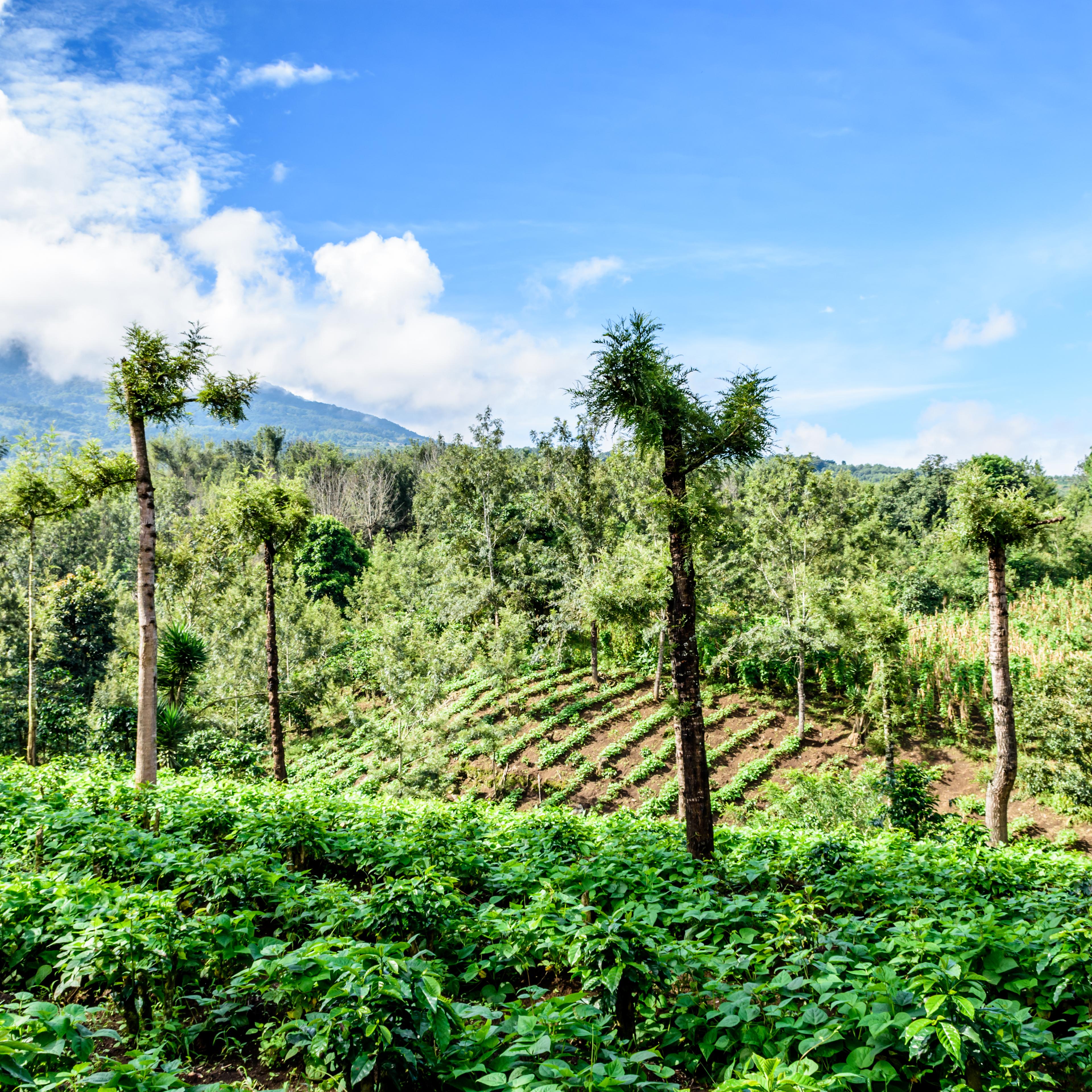 Verdant agricultural farmland in Guatemalan highlands