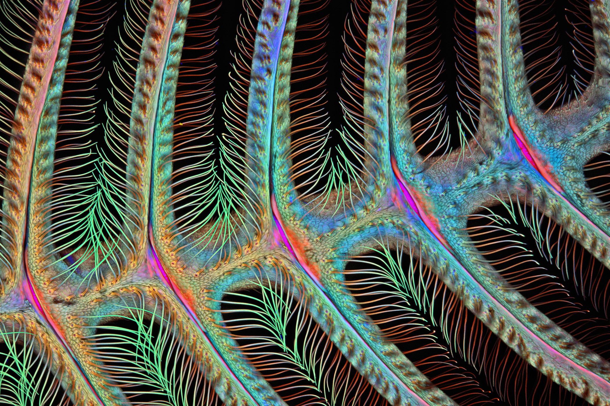 Nikon Small World 2015