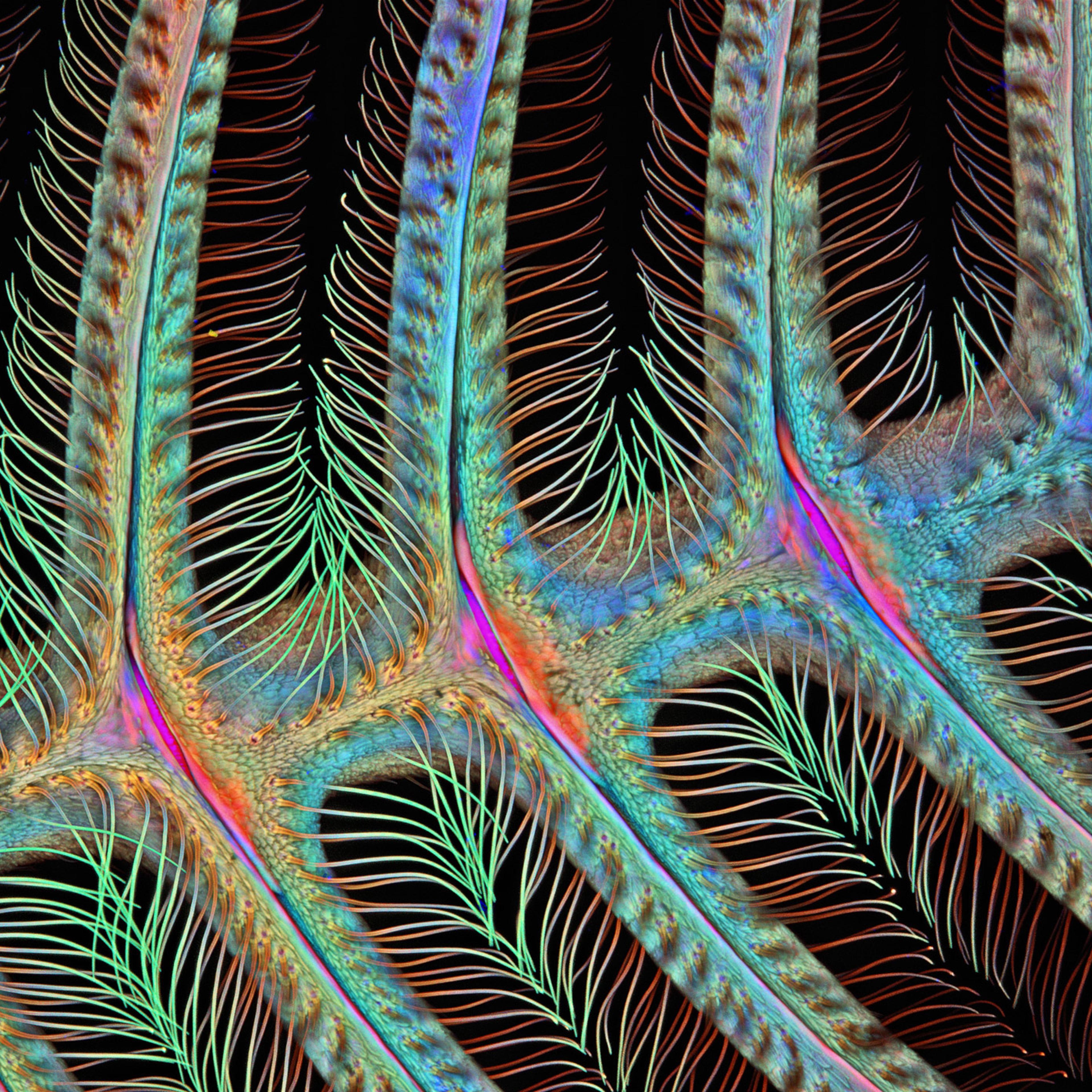 Nikon Small World 2015