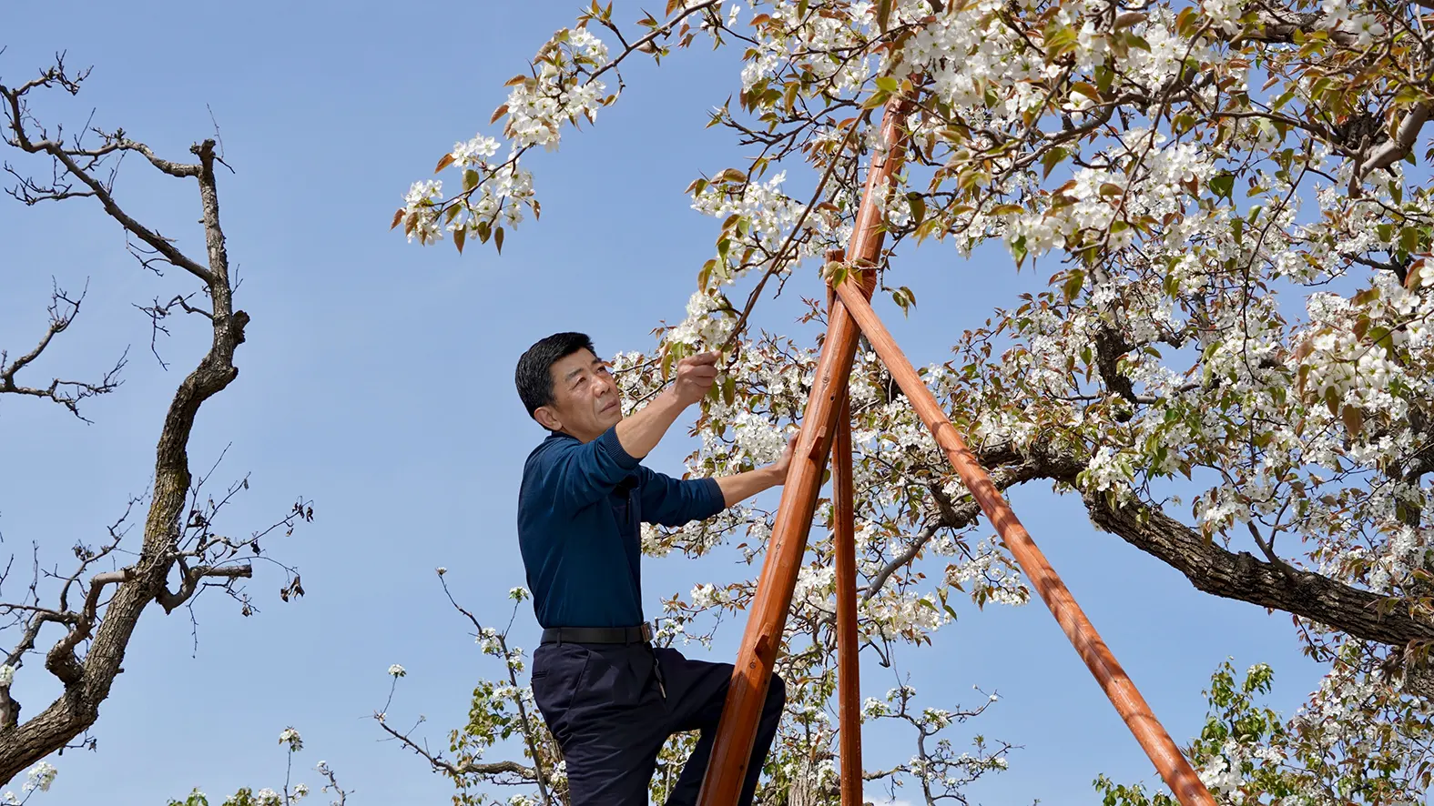 China Daily - Partner Content - Tradition and tech team up to preserve ‘orchard in the sky’