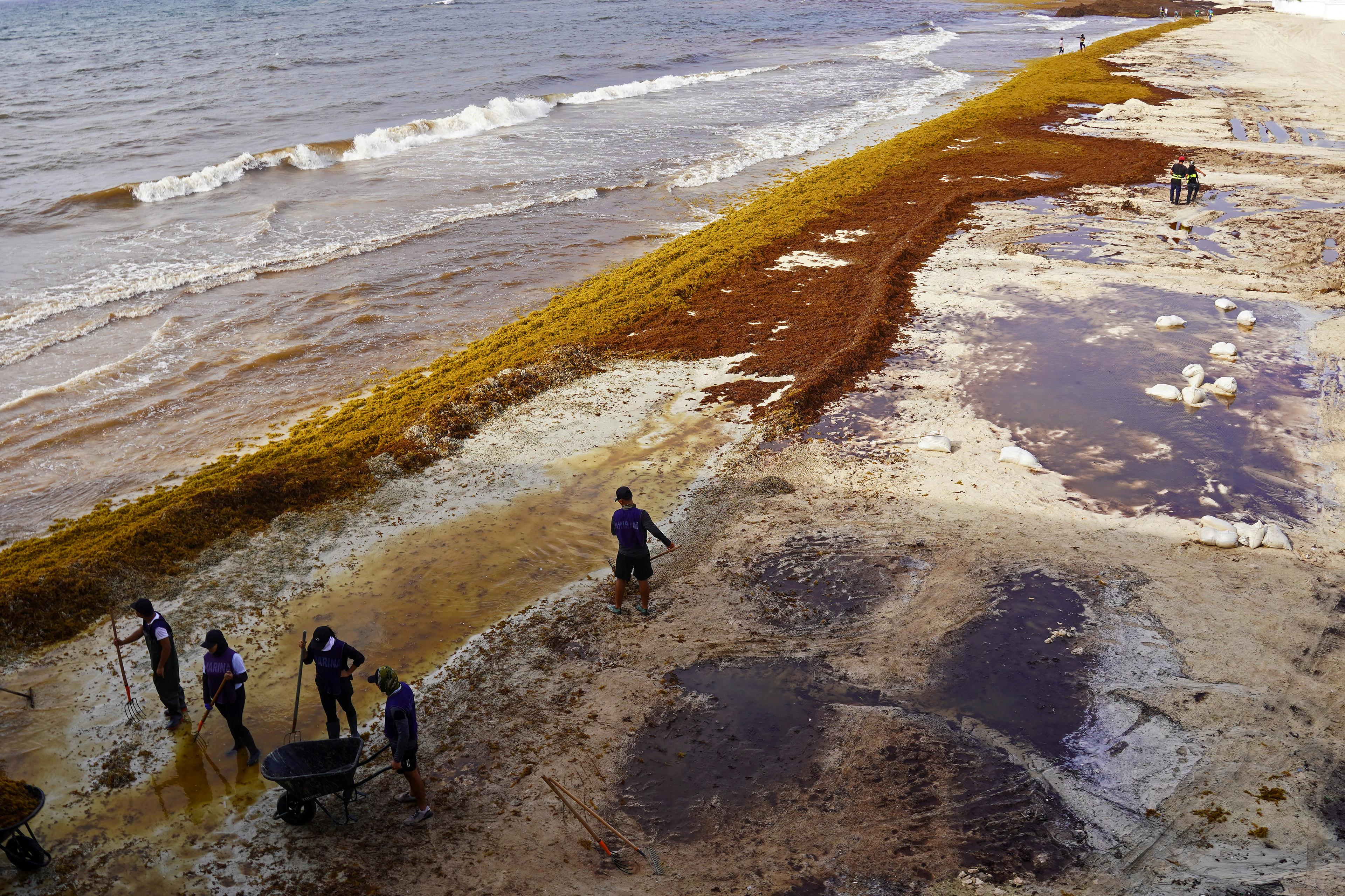 Aerial view of workers removing sargassum from the shore of Playa del Carmen Beach in the state of Quintana Roo, Mexico, on June 18, 2025.