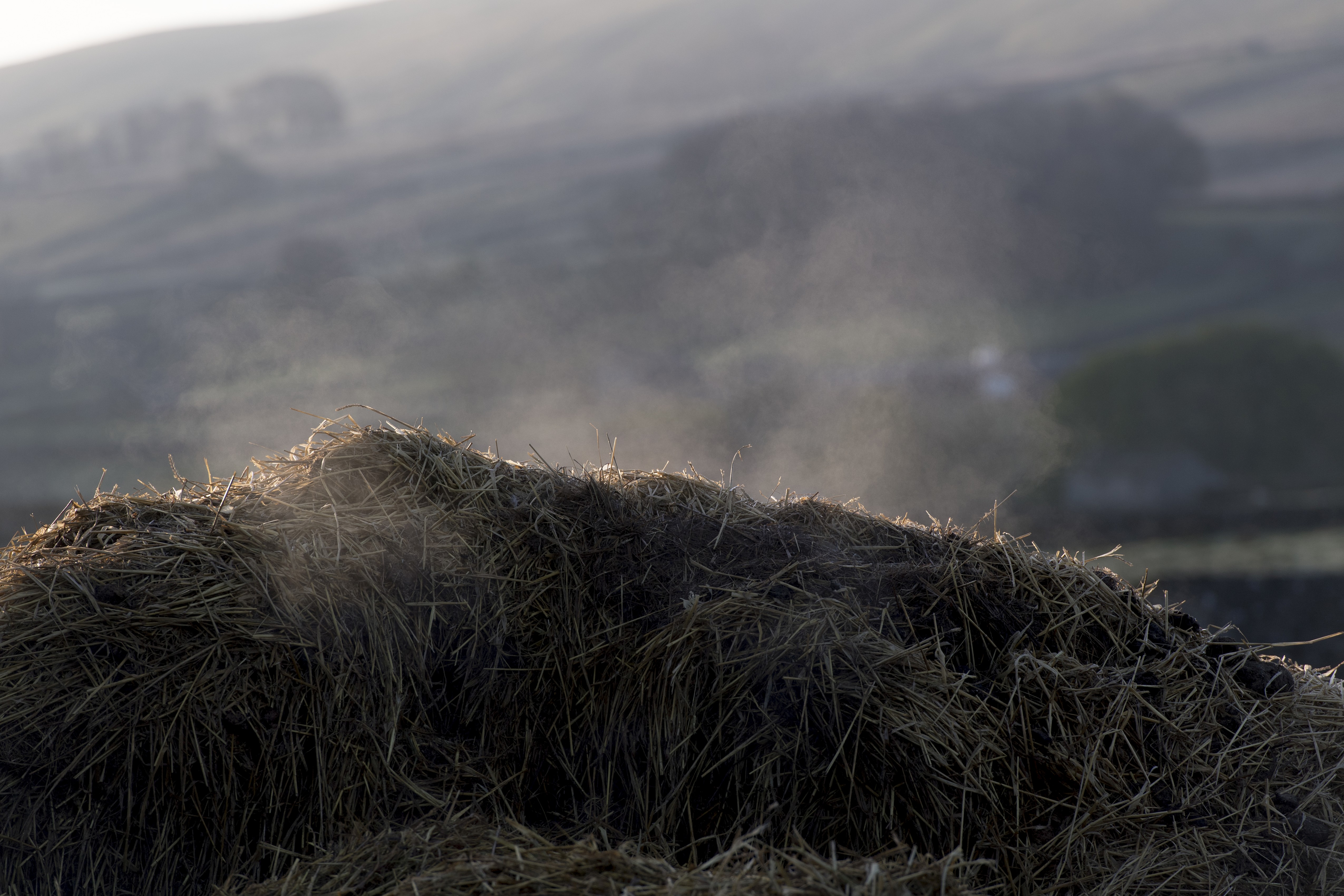 Pile of farmyard manure steaming and decomposing and releasing gasses into atmosphere.
