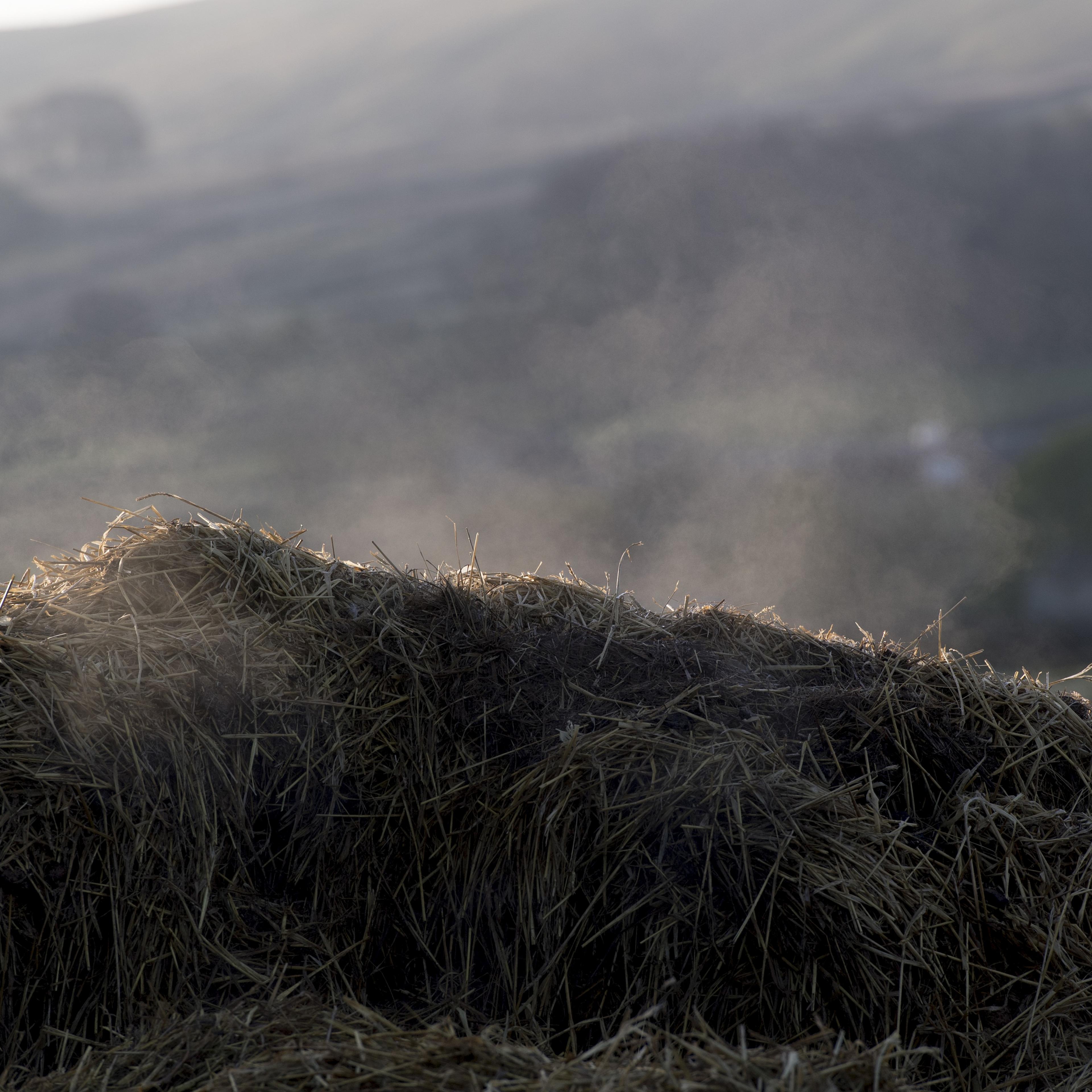 Pile of farmyard manure steaming and decomposing and releasing gasses into atmosphere.