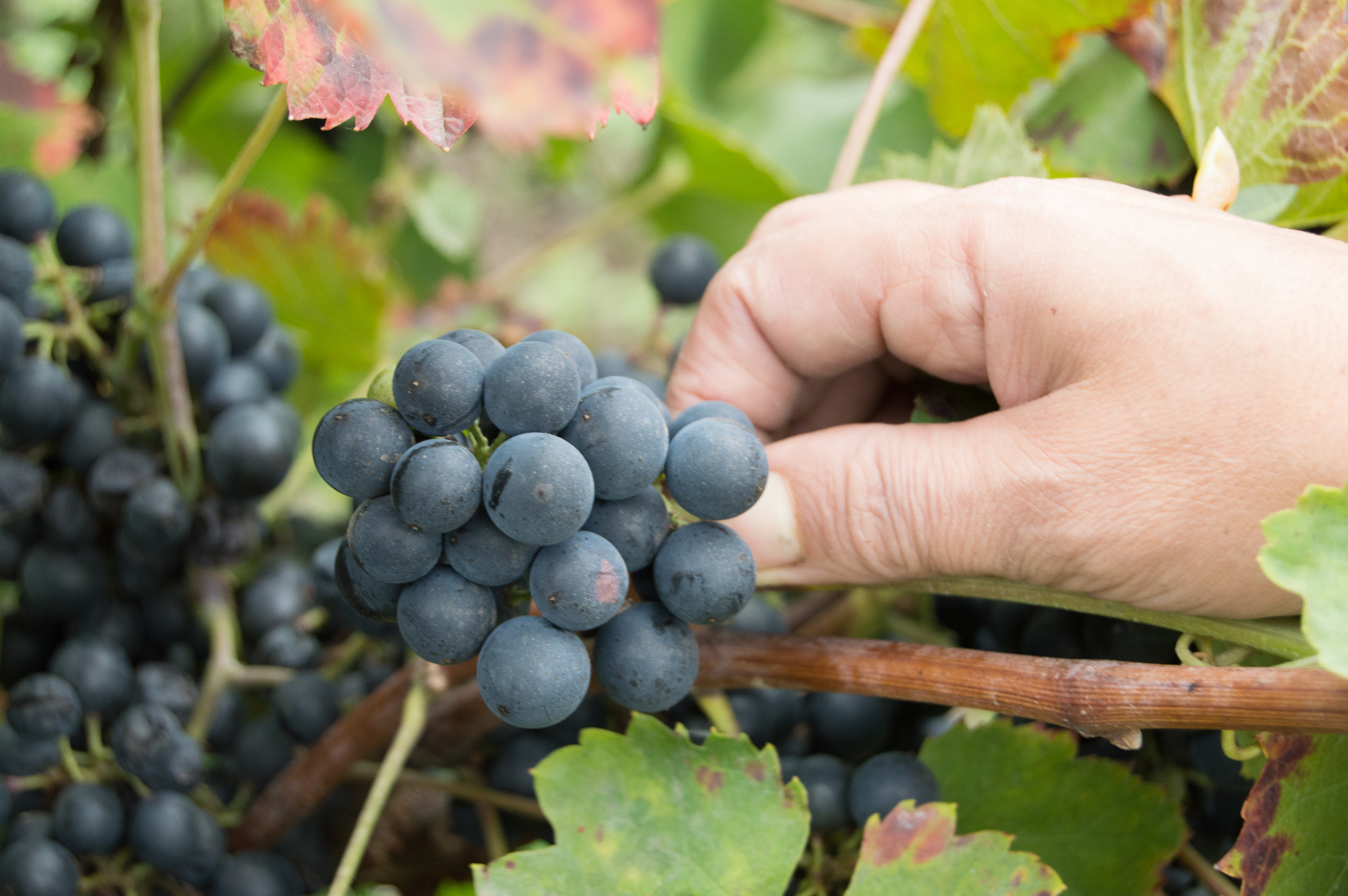 Grapes cut