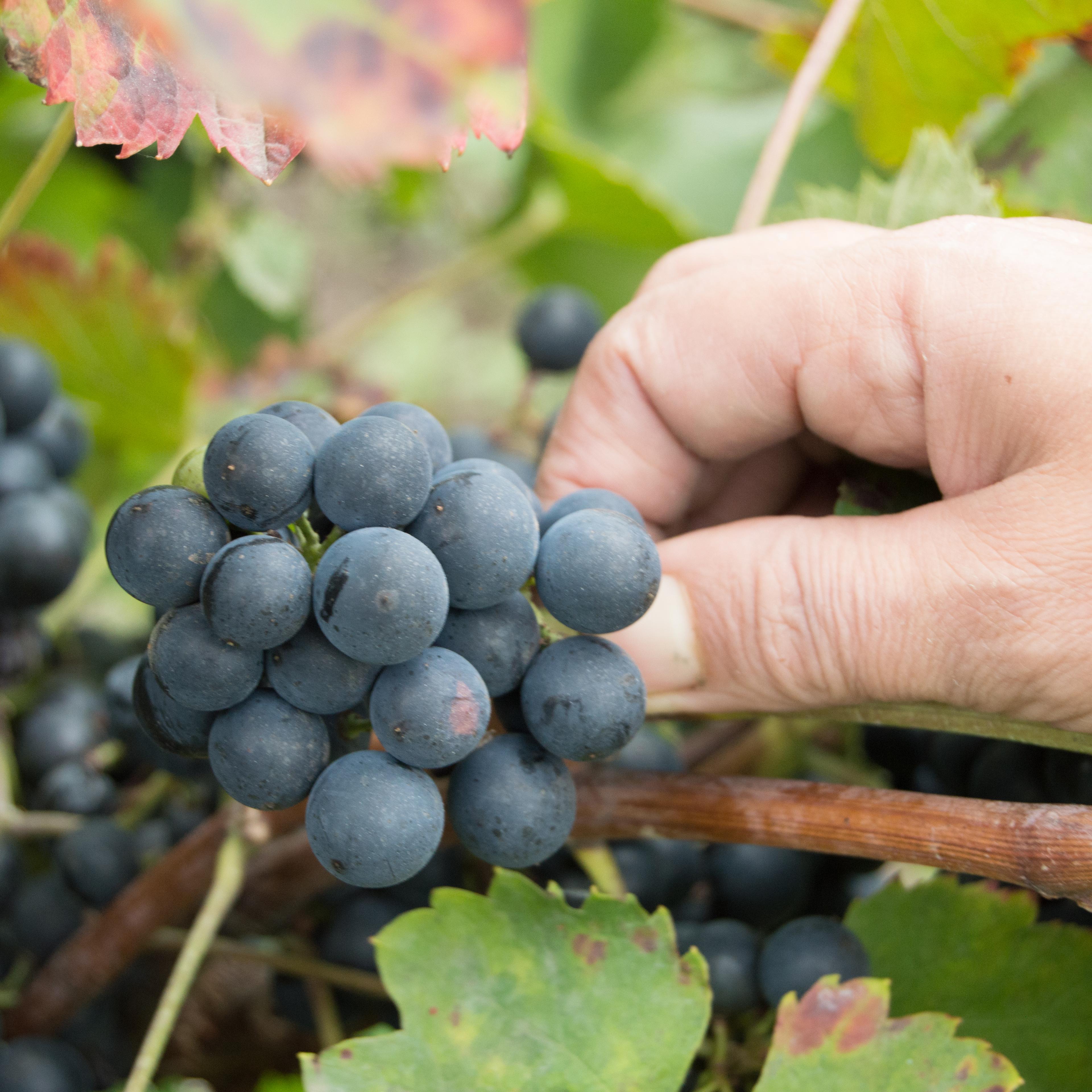 Grapes cut
