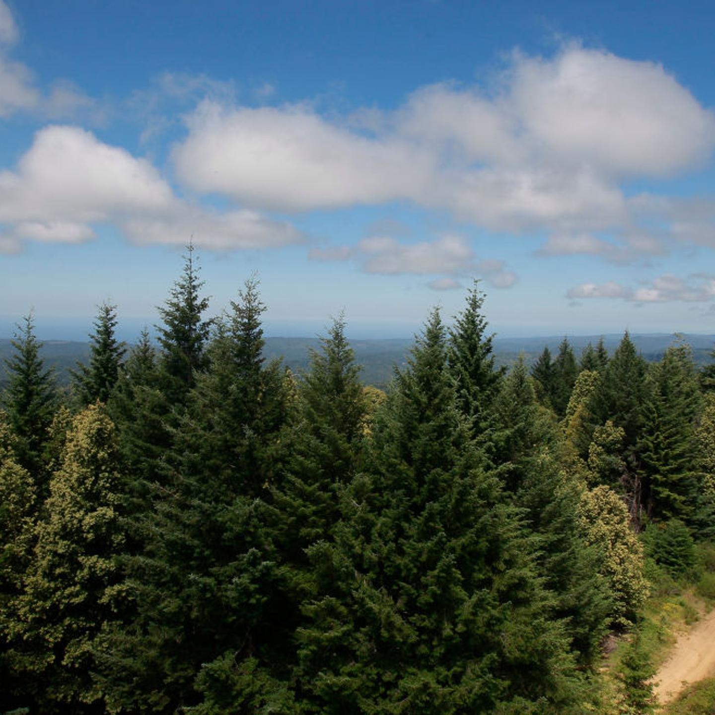 Both the timber industry and carbon credit projects value America's forests at billions of dollars.